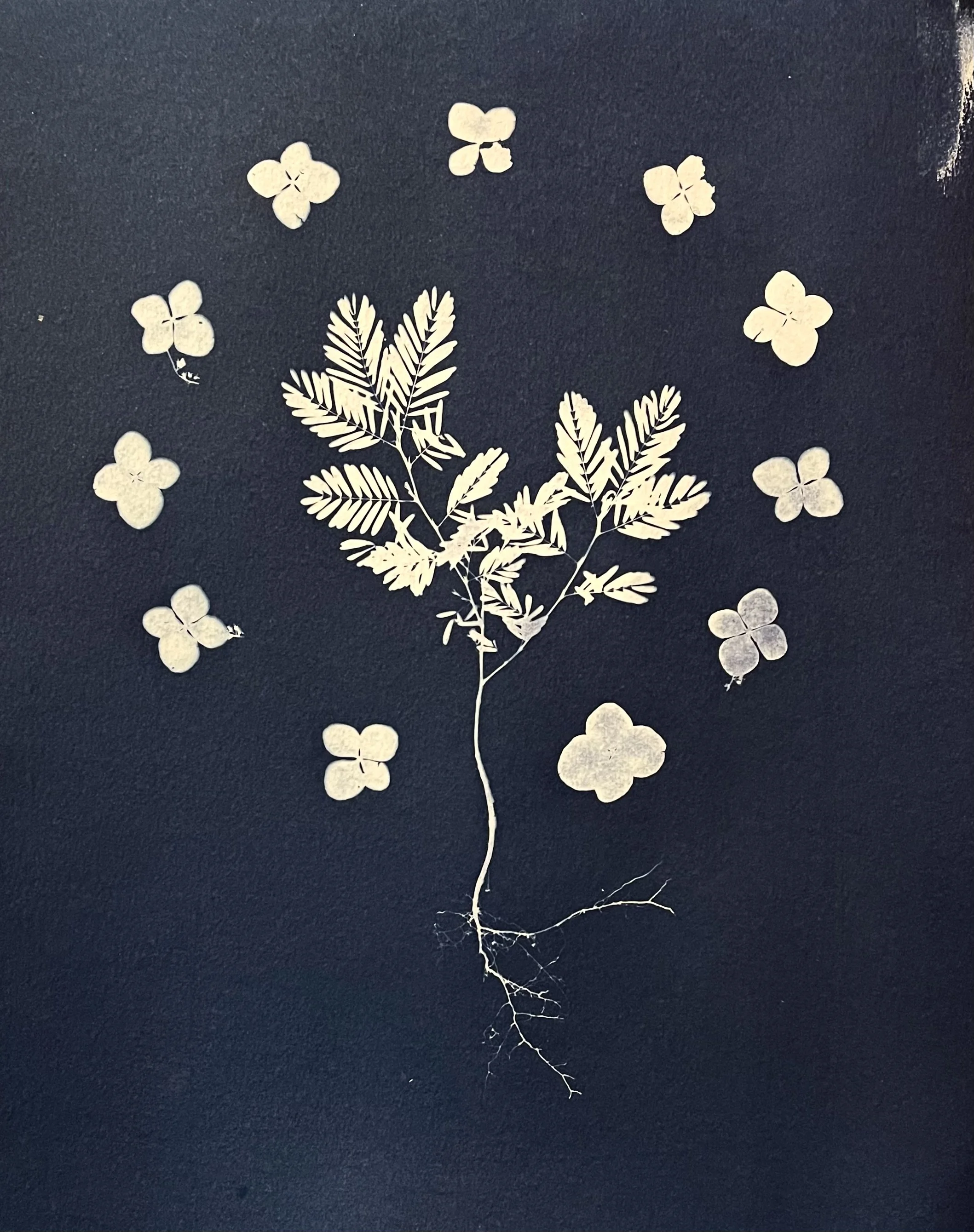 cyanotypes