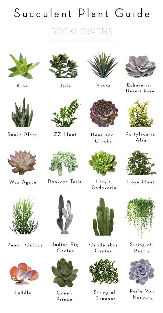 Source: Becki Owens