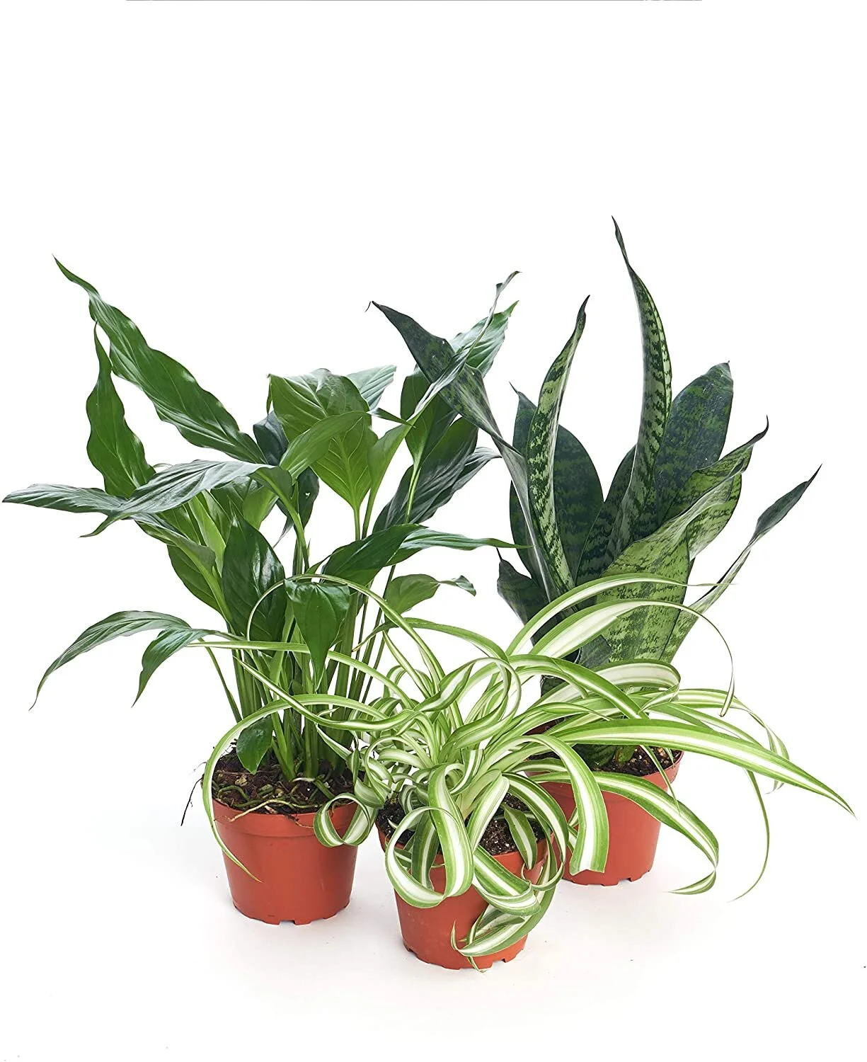 Three of my favorite low maintenance plants set!