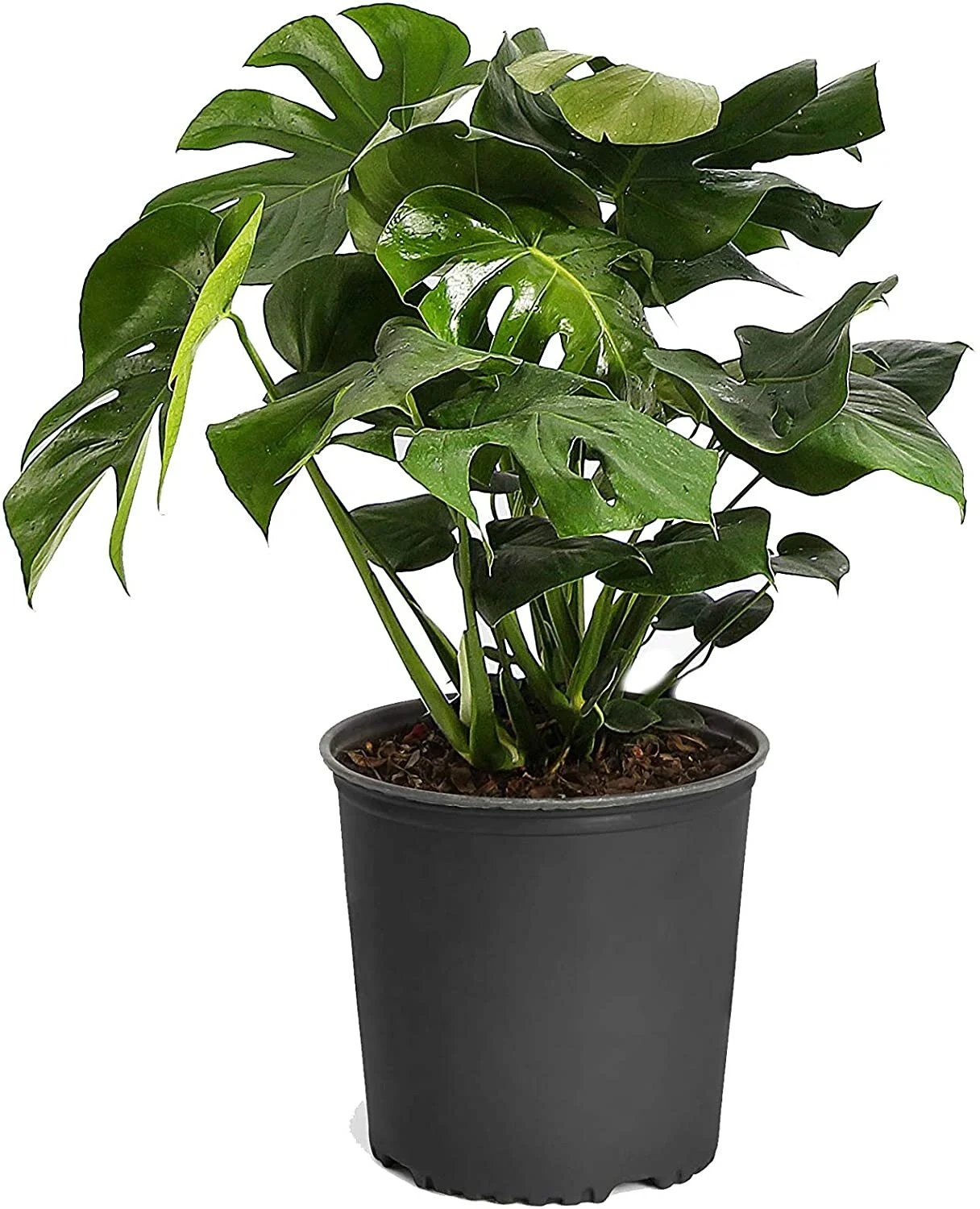 Perfect for instant bright foliage!