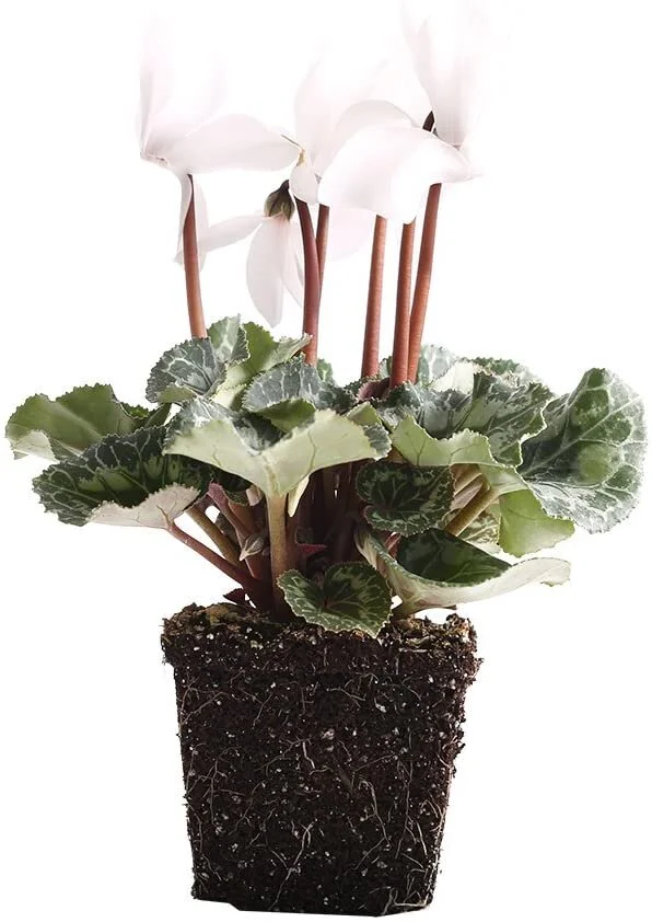 Blooms from Sept - April. Perfect to fight those winter blues!