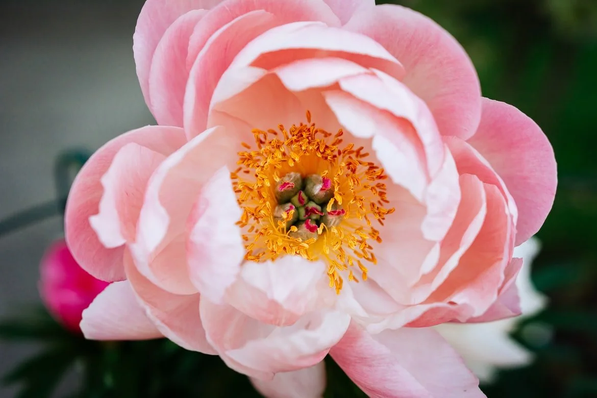Spring Flowers That Will Take Your Breath Away