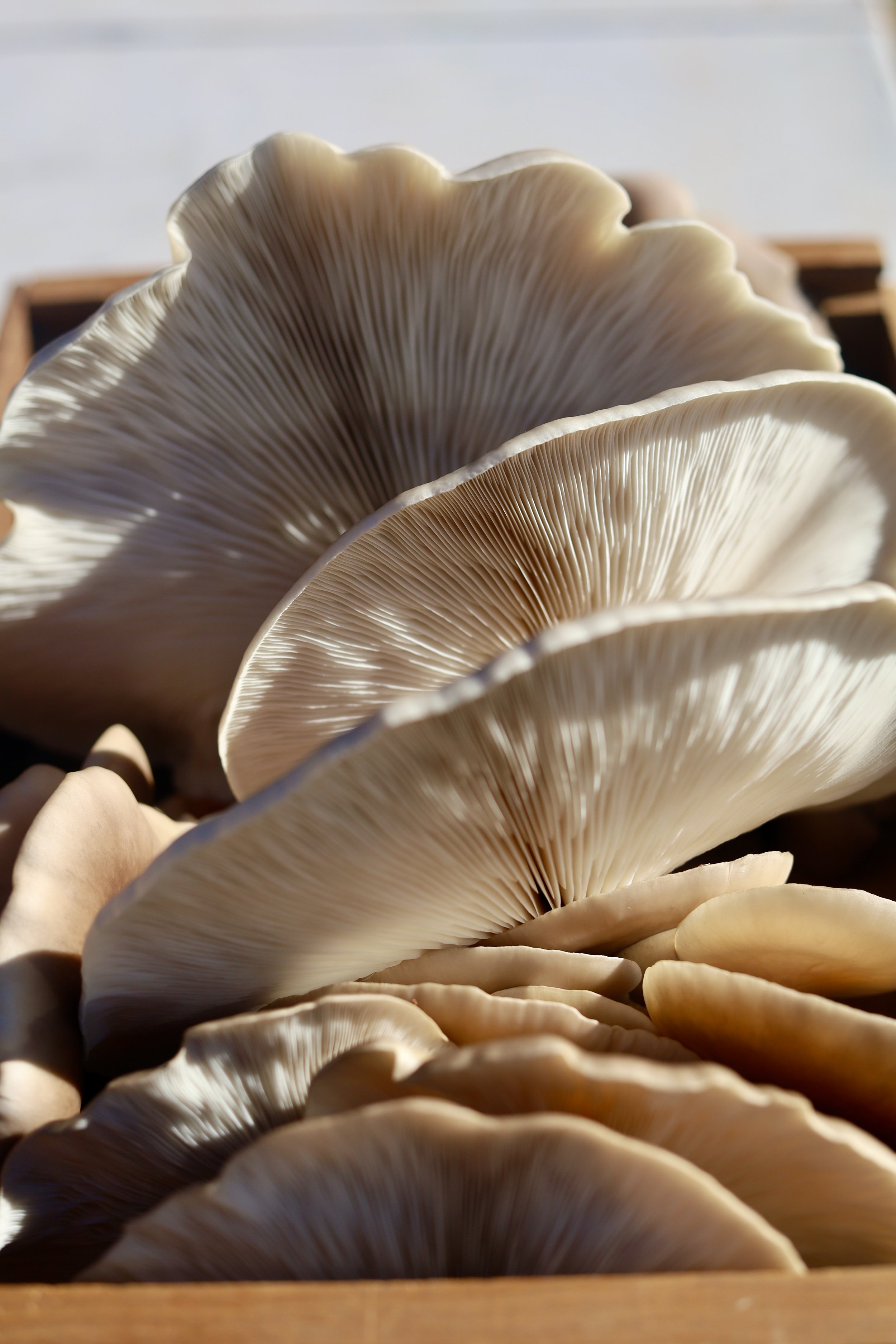 Ask Abigail Amira: Our Favorite Mushroom Hues