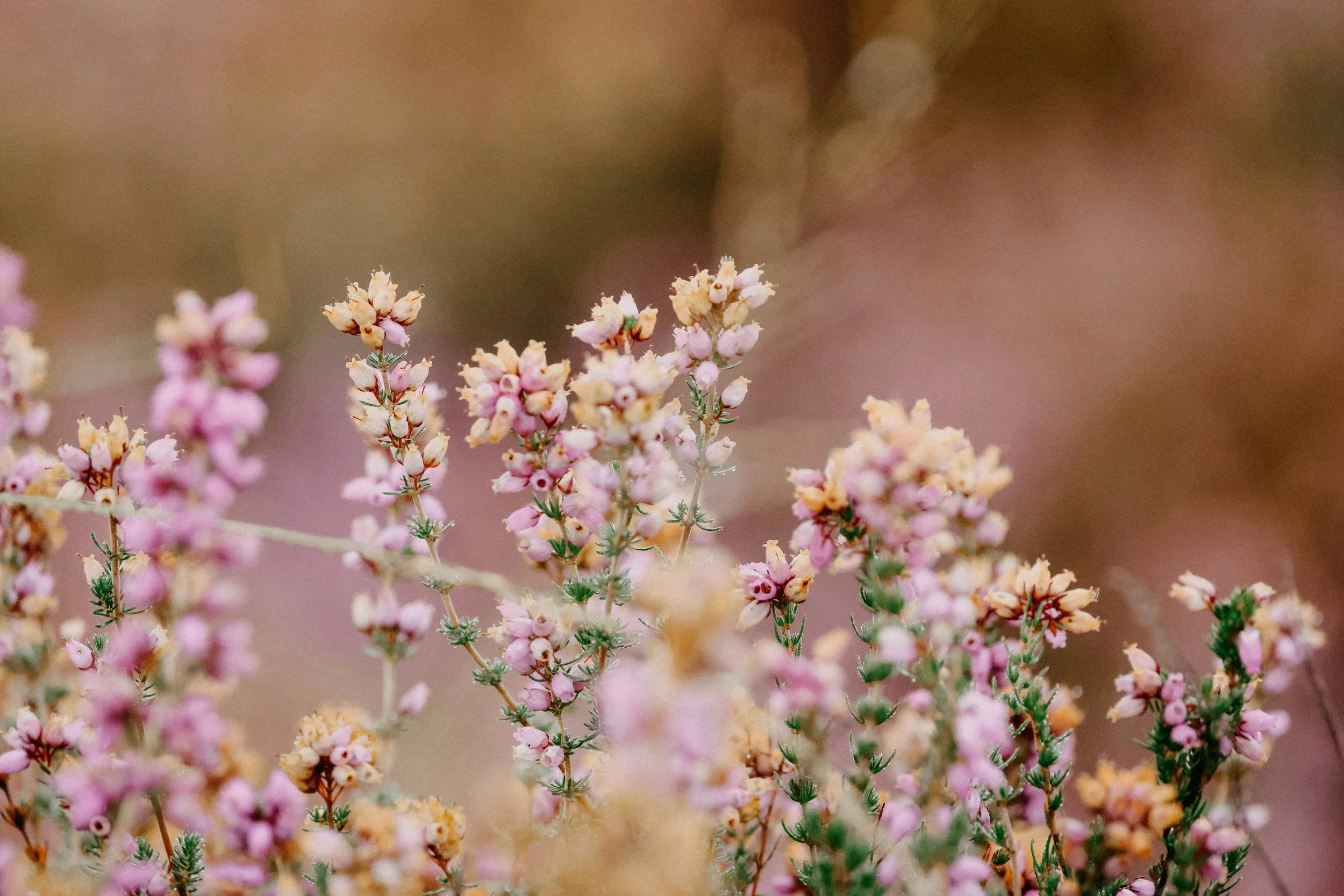 Friday Favorites 02/06/25