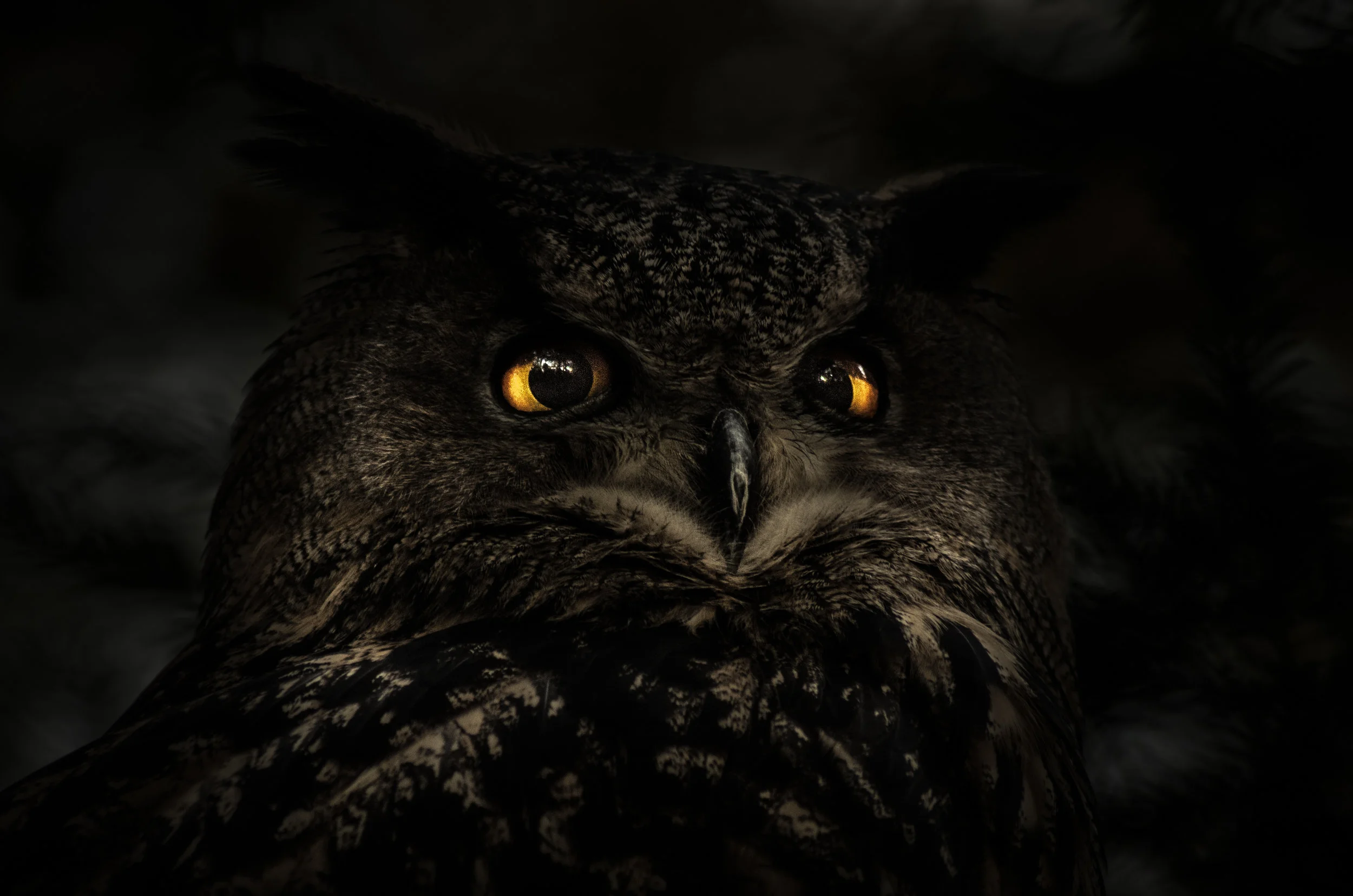EUROPEAN EAGLE-OWL (Copy)