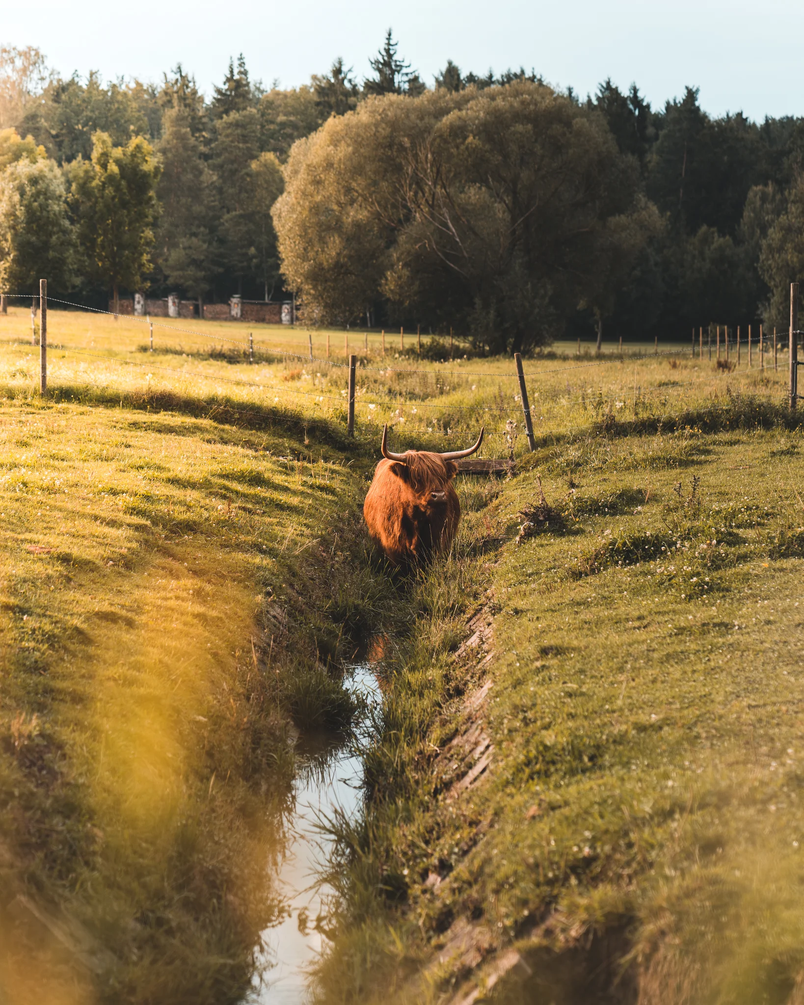 HIGHLAND CATTLE (Copy)