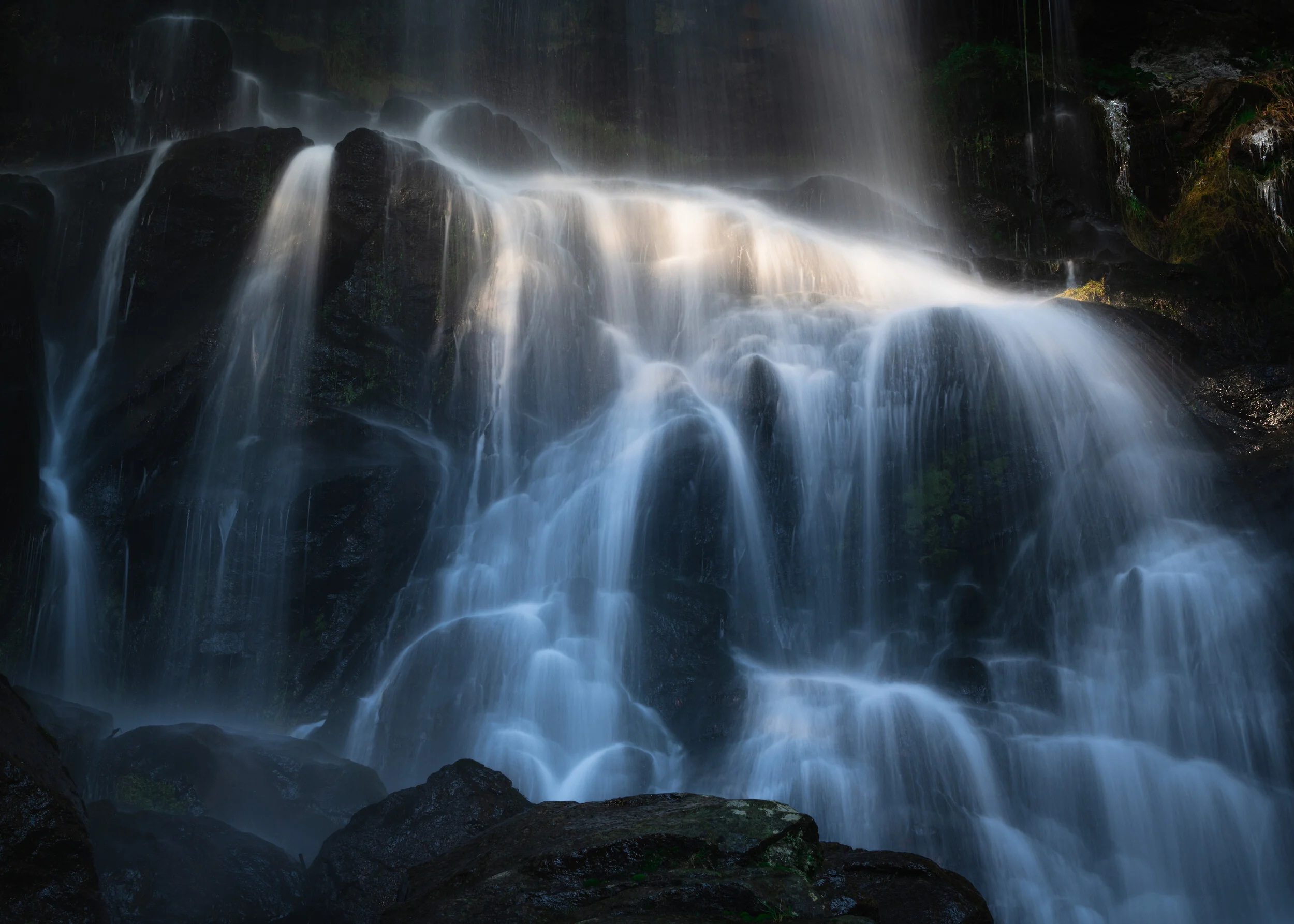 BLACK FOREST | ELIXIR OF LIFE