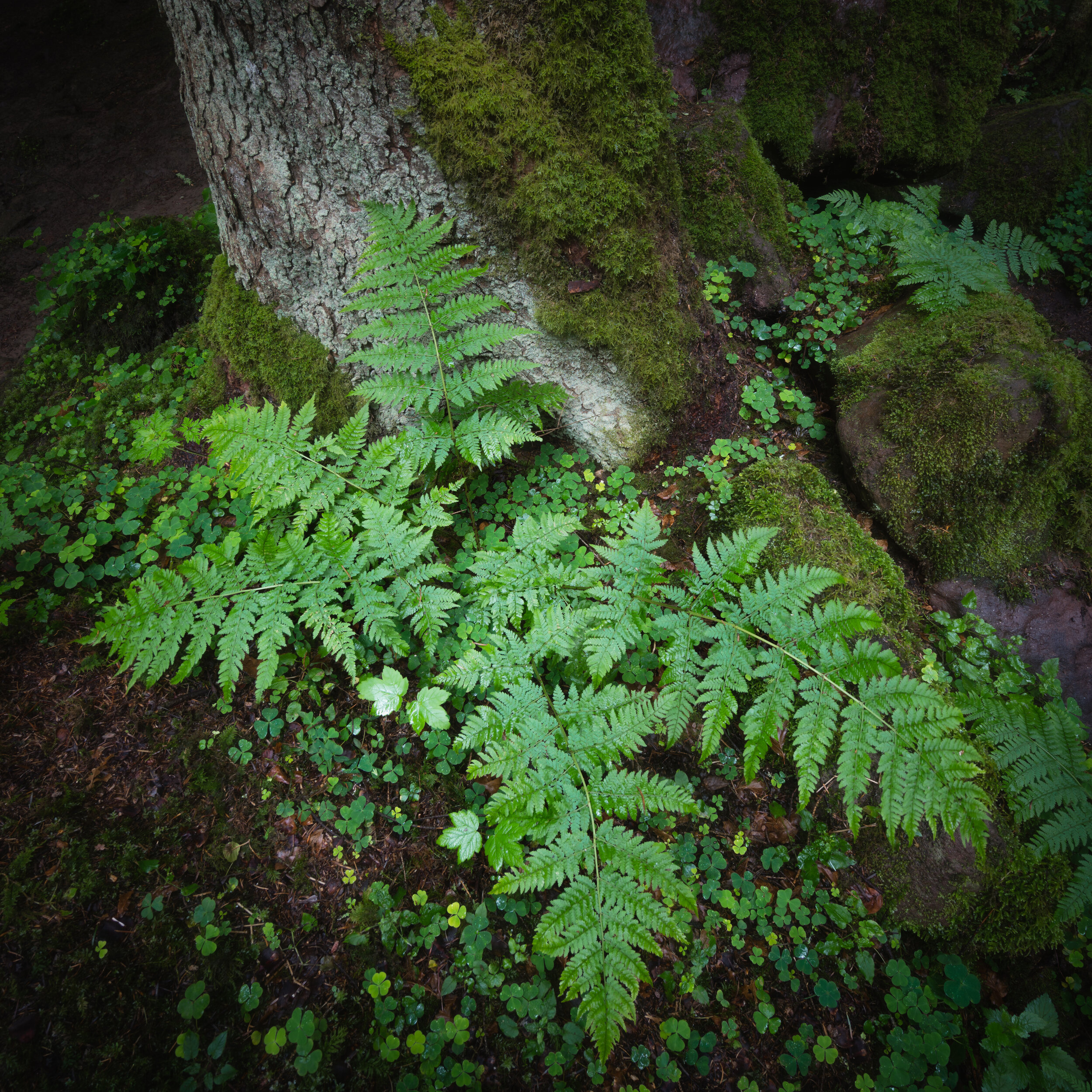 20200615_DSC1012-Bearbeitet_©_corvin oelschlaeger.jpg