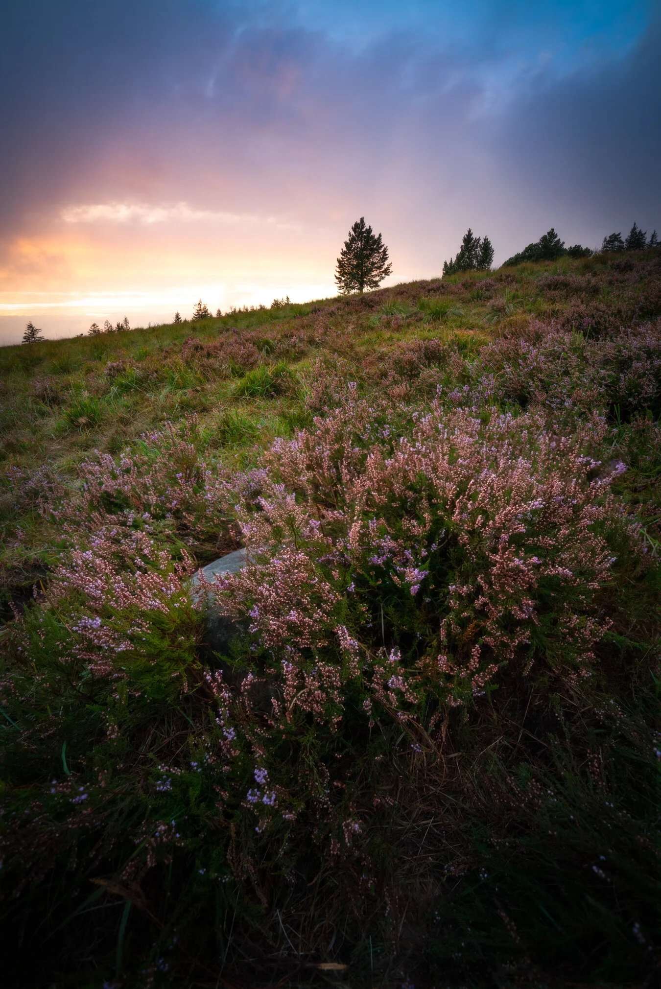 BLACK FOREST | AUTUMN IS COMING