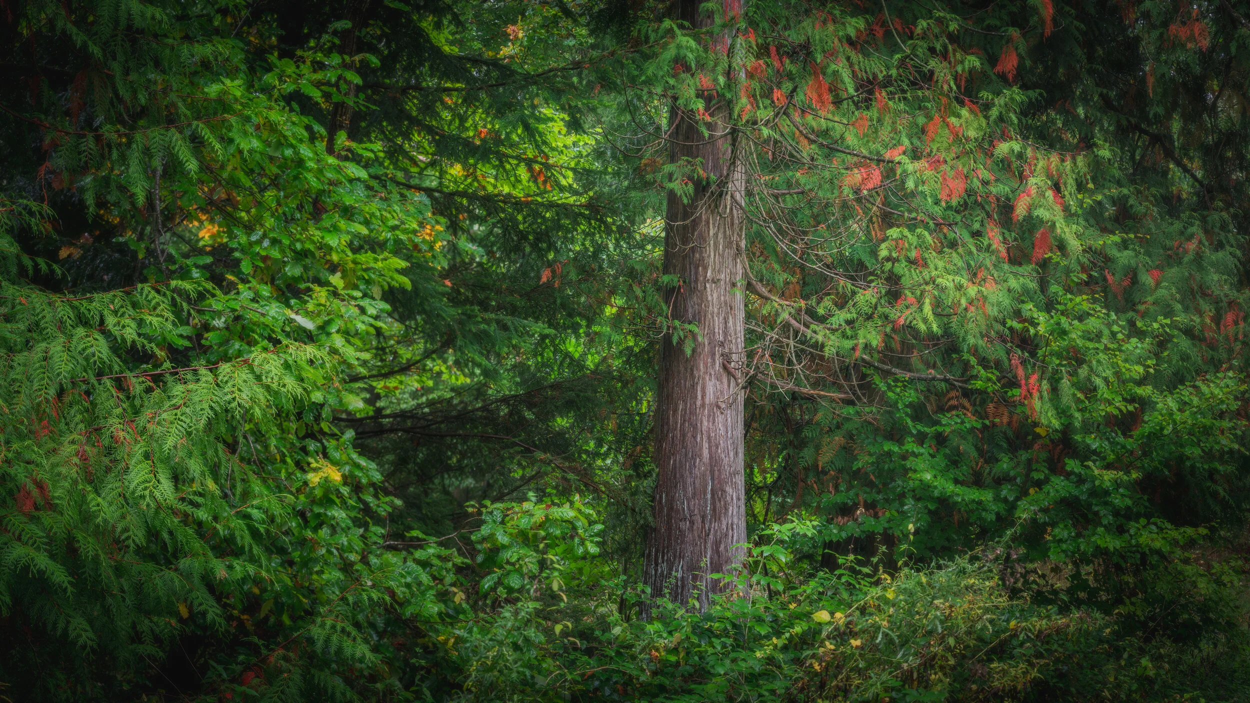 GIANTS OF THE FOREST (Copy)