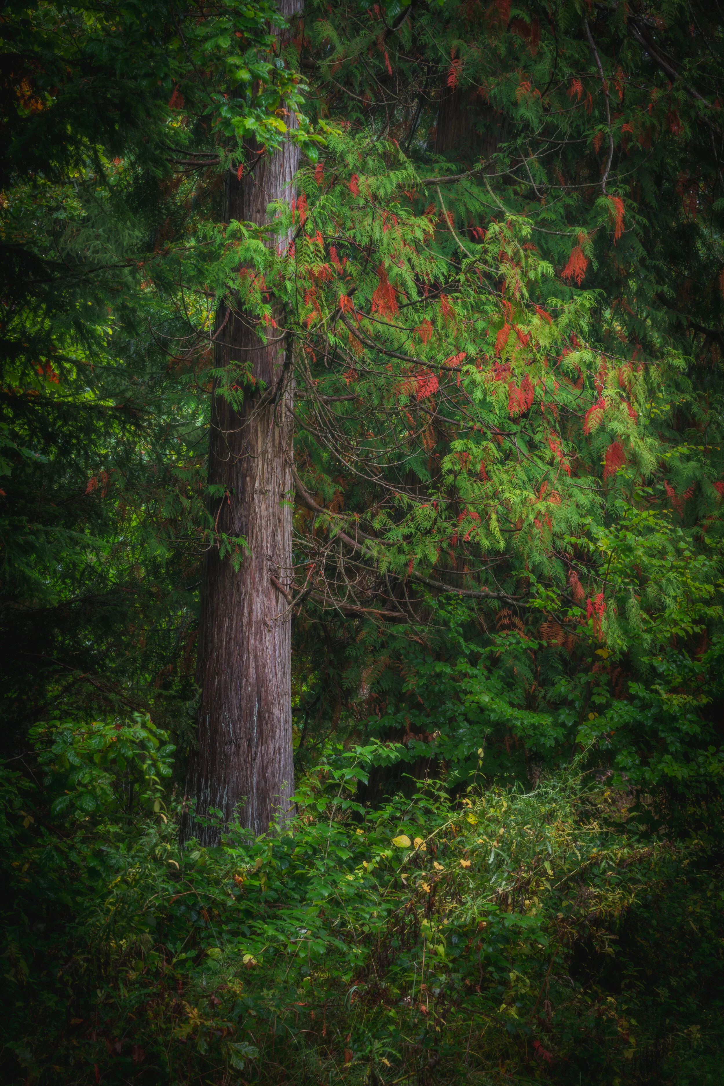 GIANTS OF THE FOREST II (Copy)