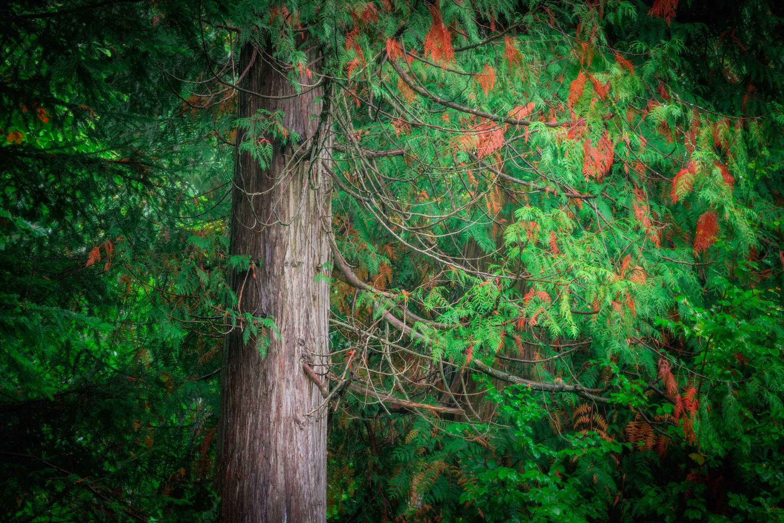 Giants of the Forest III