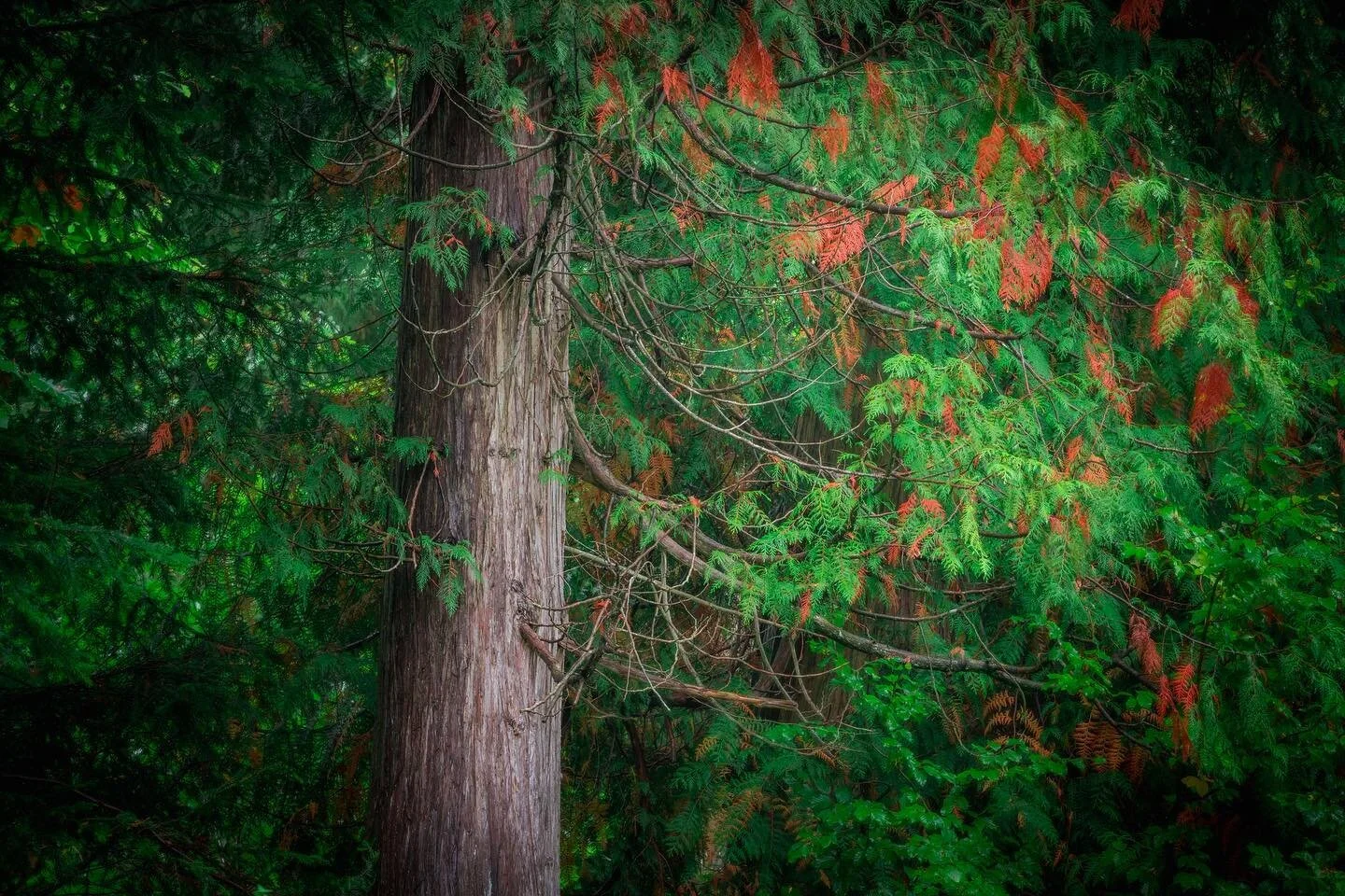 Giants of the Forest III