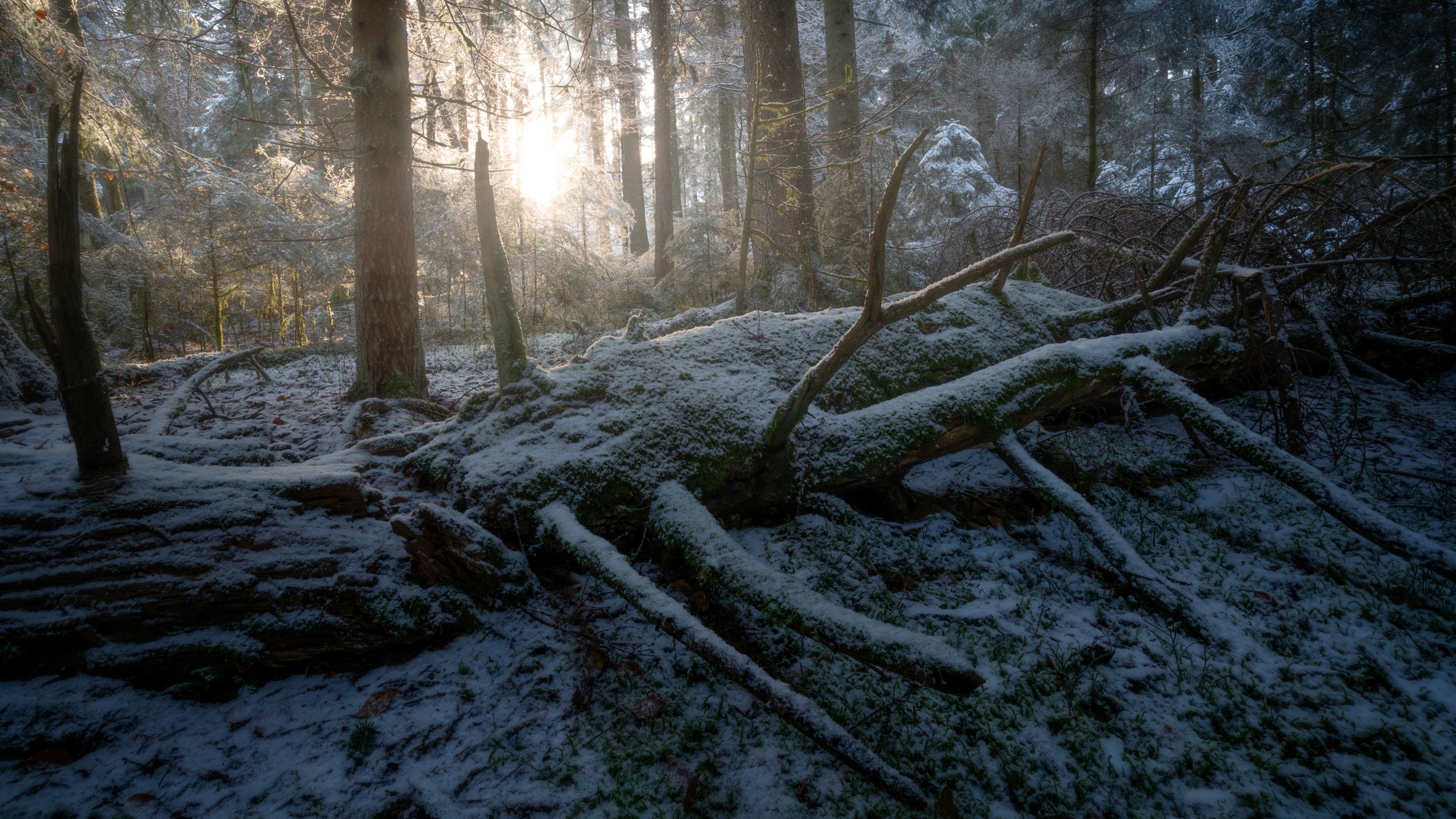 OLD REMINISCENCE (Copy)