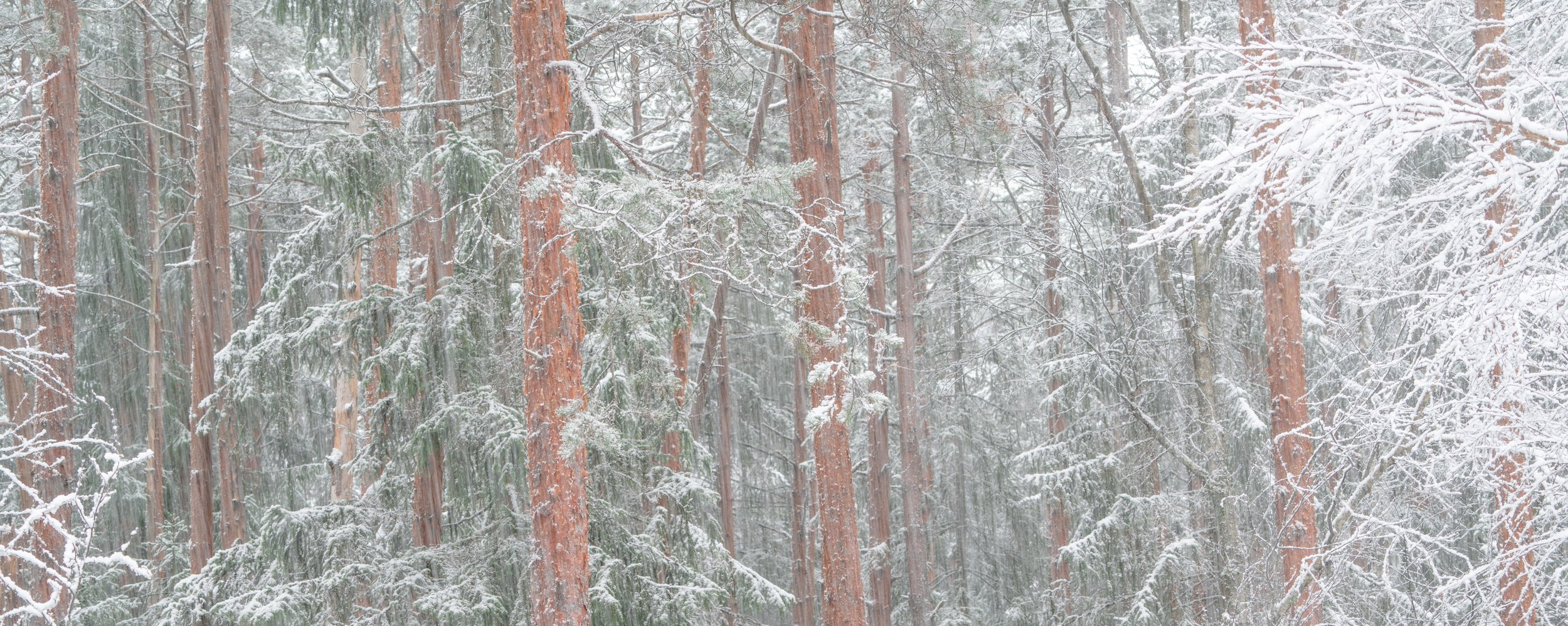 Kiefernwald im Winter 