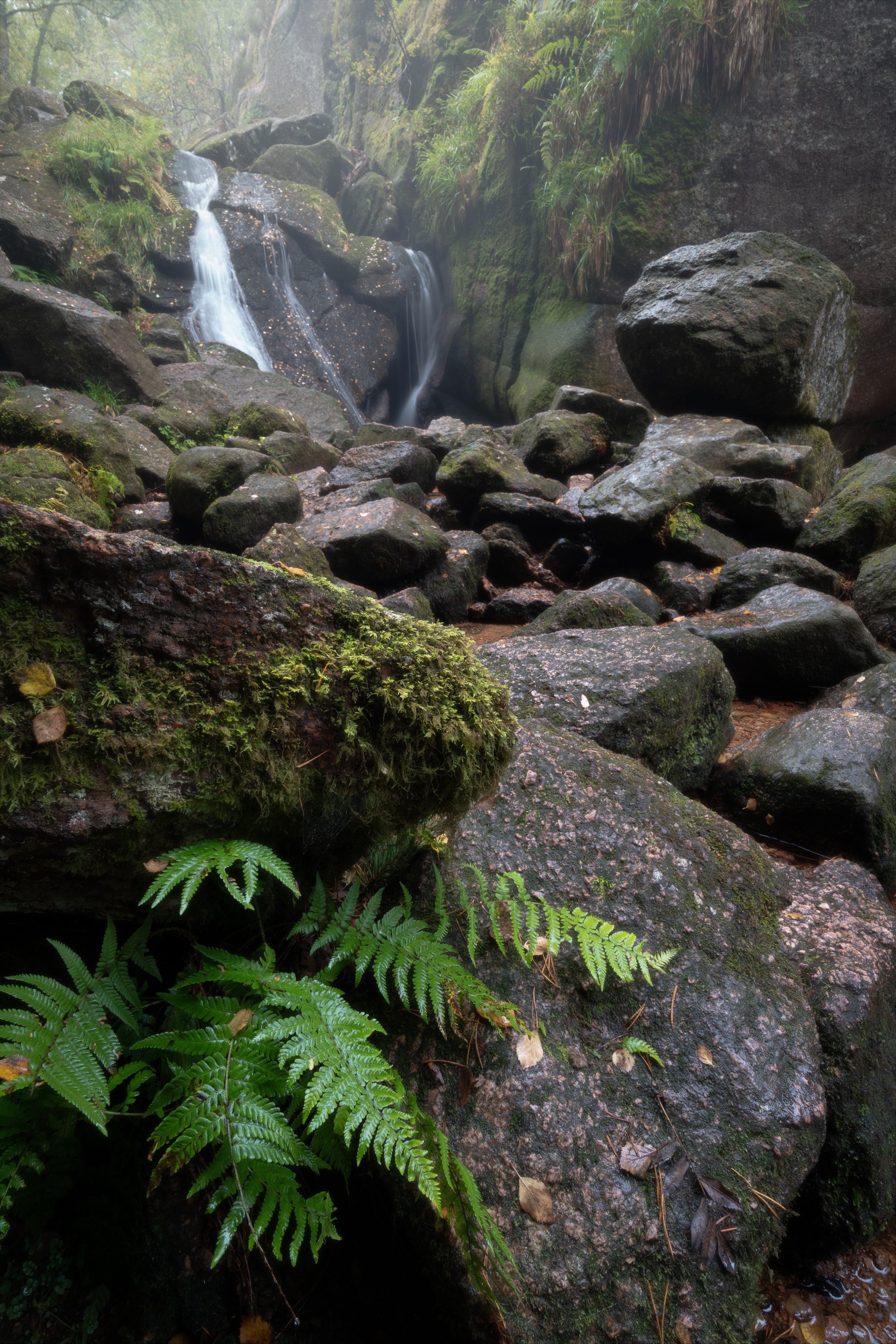 Muir of Dinnet  (Copy)