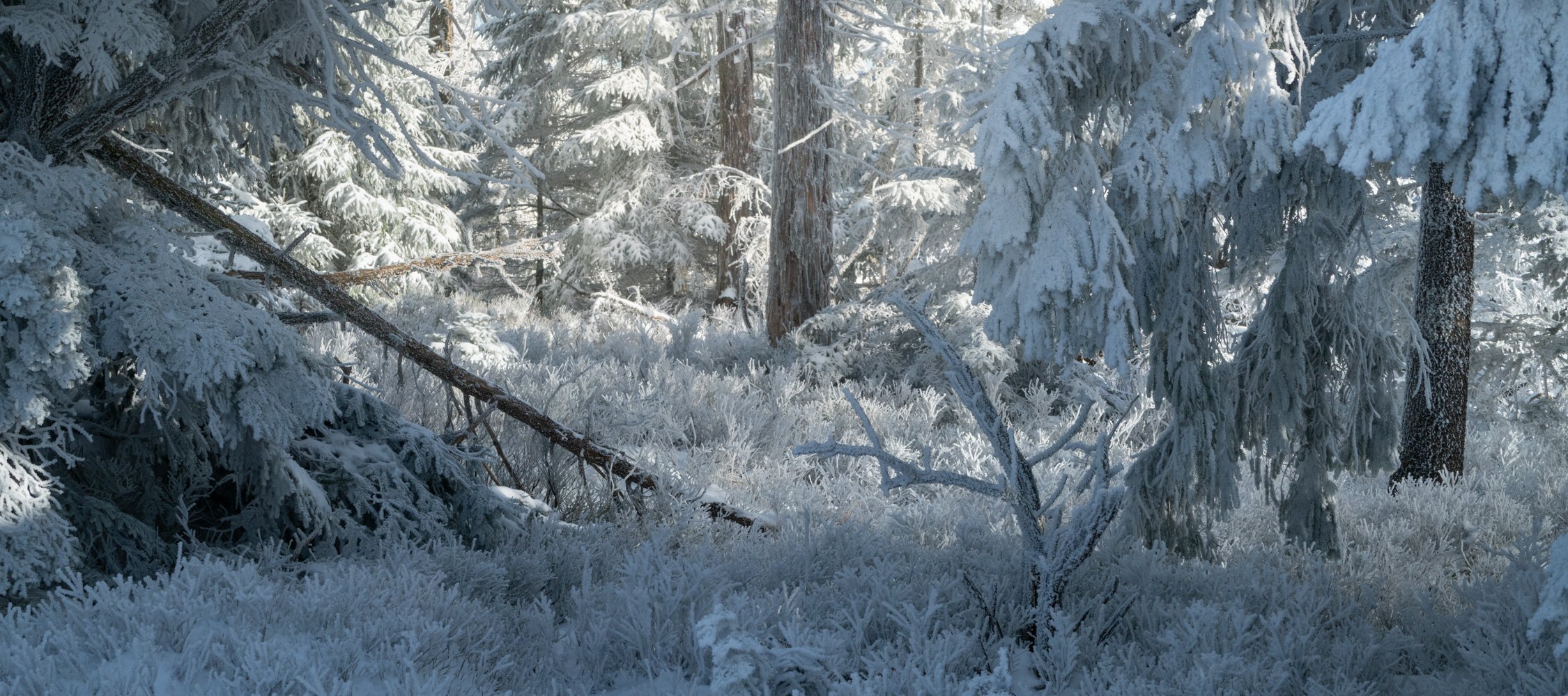 Nationalpark Schwarzwald