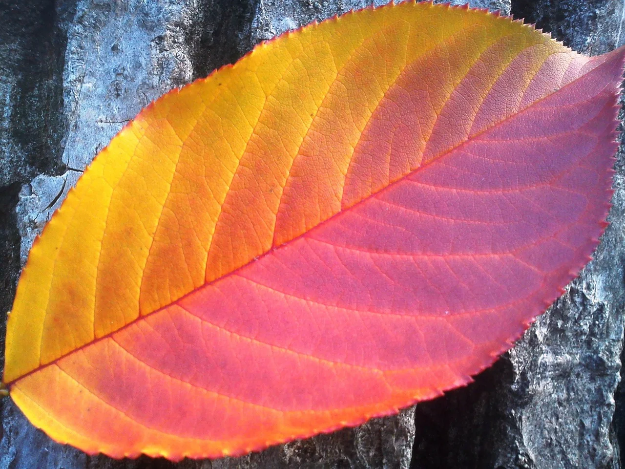 foliage-78767_1280.jpg