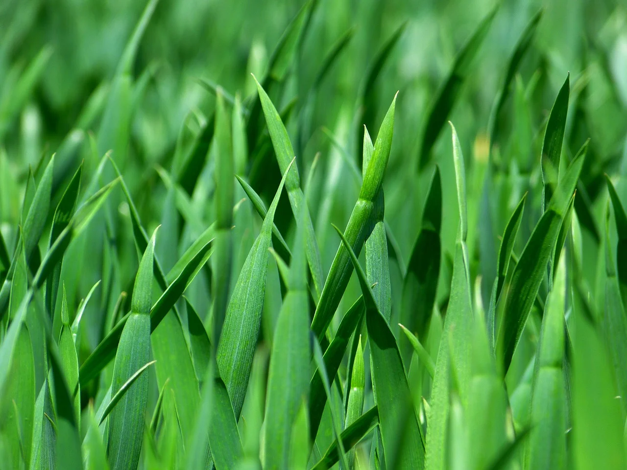 grass-383284_1280.jpg