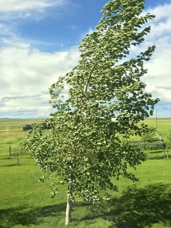 wind-630211_1280.jpg