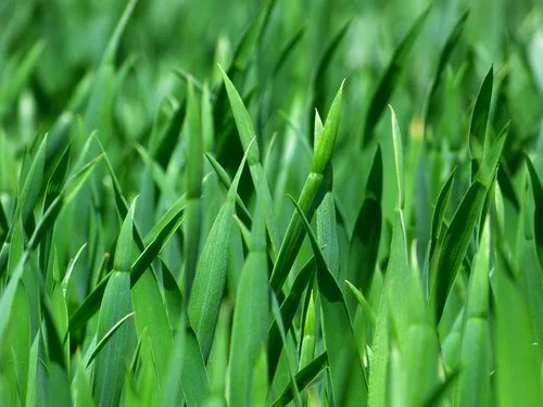 grass.jpg