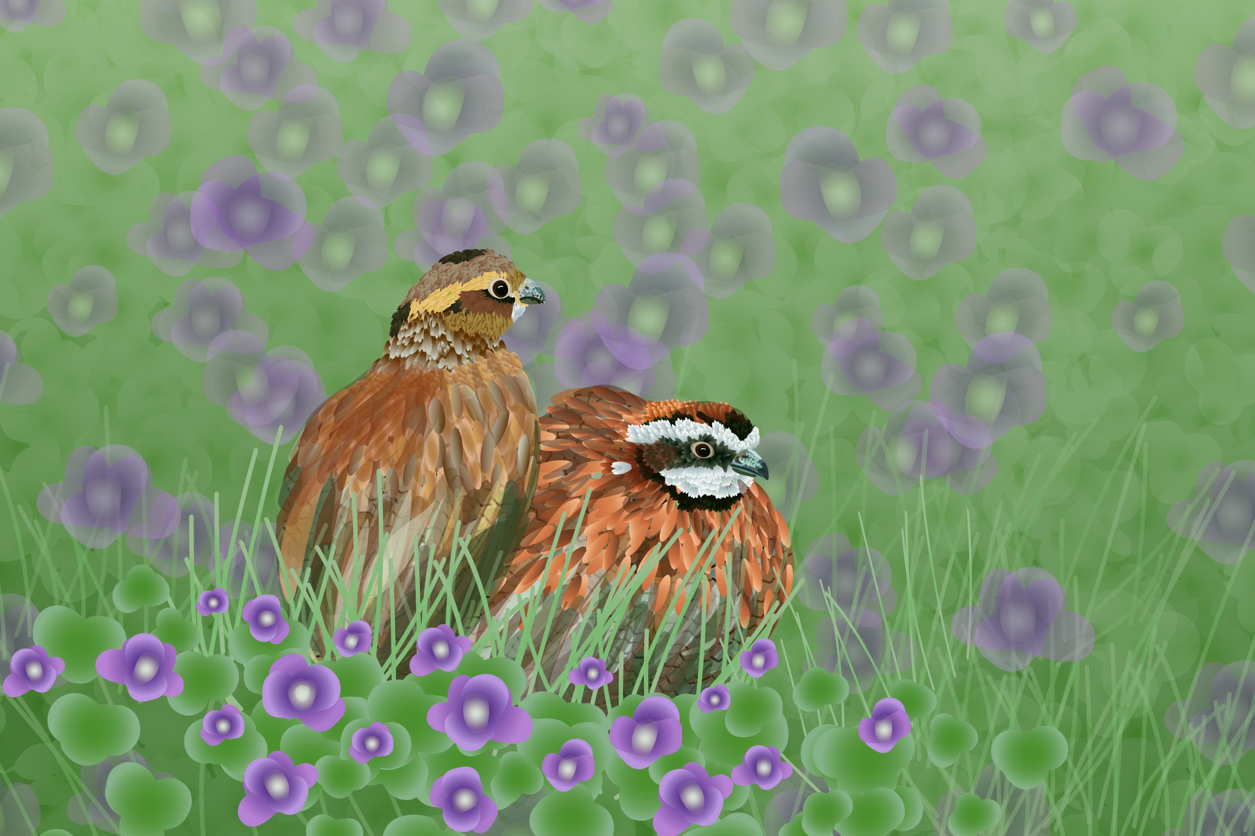 Quail birds drawn in Adobe Illustrator