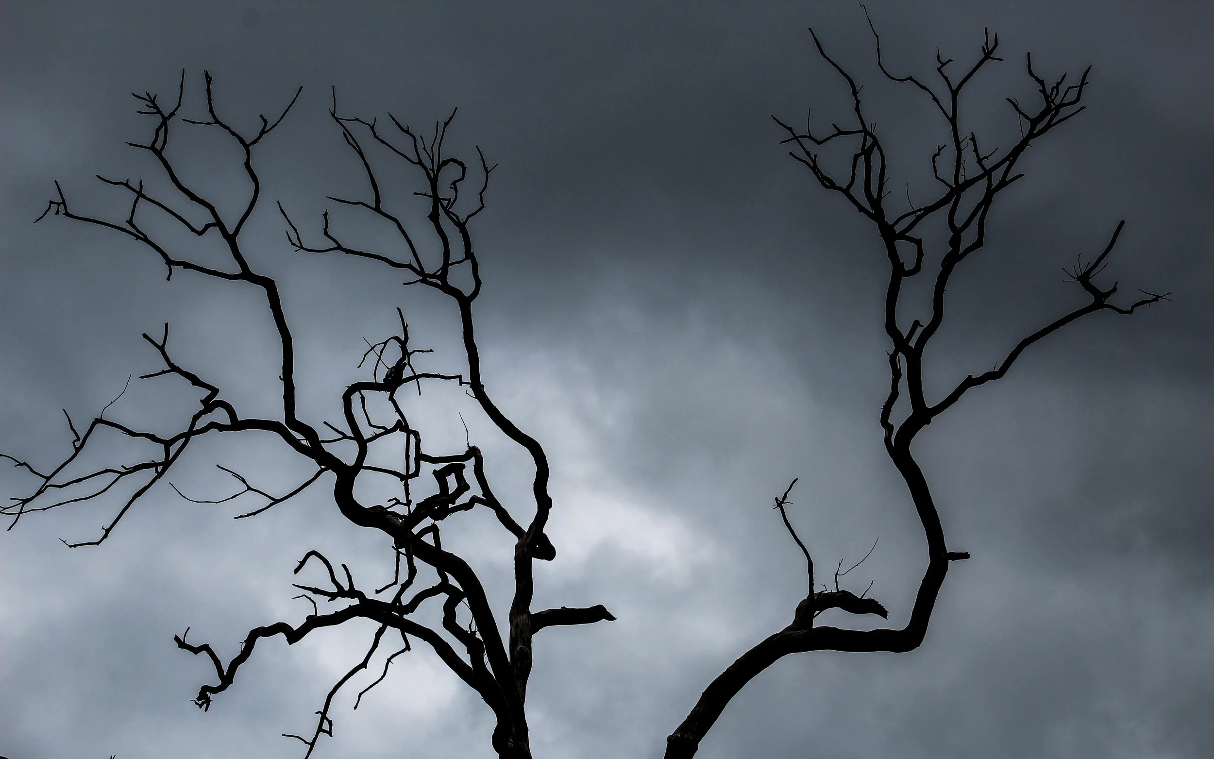 Bastrop Trees