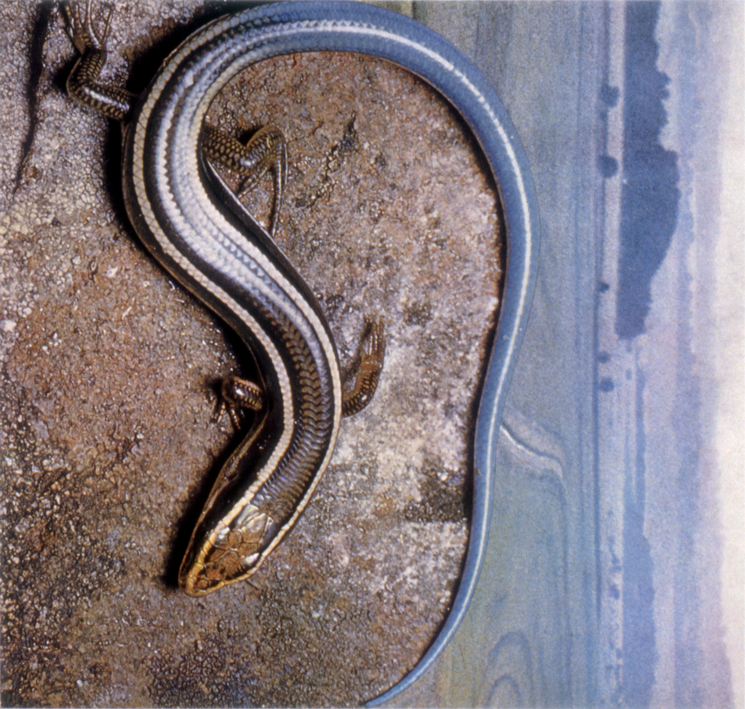   "Skink #1," 1994; Collage on Paper; 8.5"X8"  