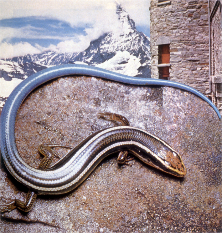 "Skink #2," 1994; Collage on Paper; 8.5"X8"