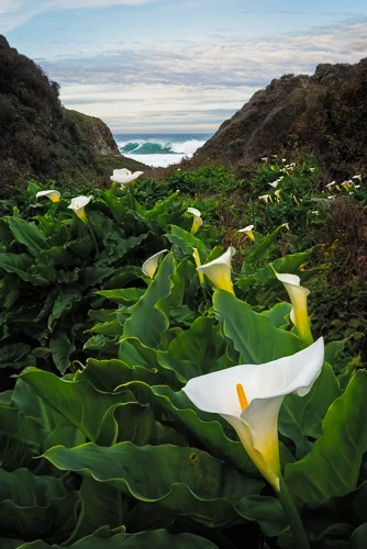 Big Sur 12.18 Garrapata Callas_website.jpg