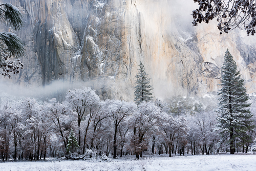 Yosemite 1.19 El Cap Snow Trees2_website.jpg