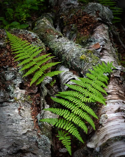 Maine - Fern Birch.jpg