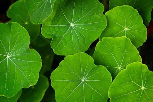 Star Leaves.jpg