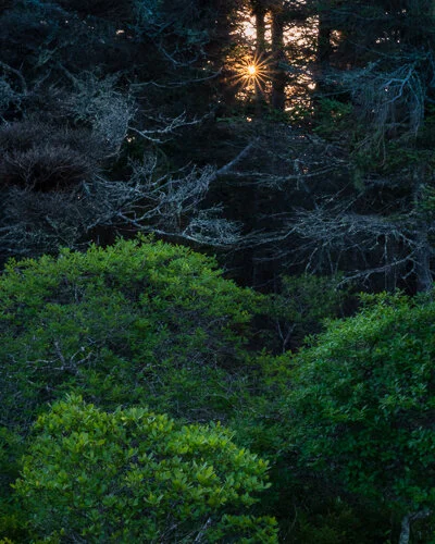 Maine - Woods Sunburst.jpg