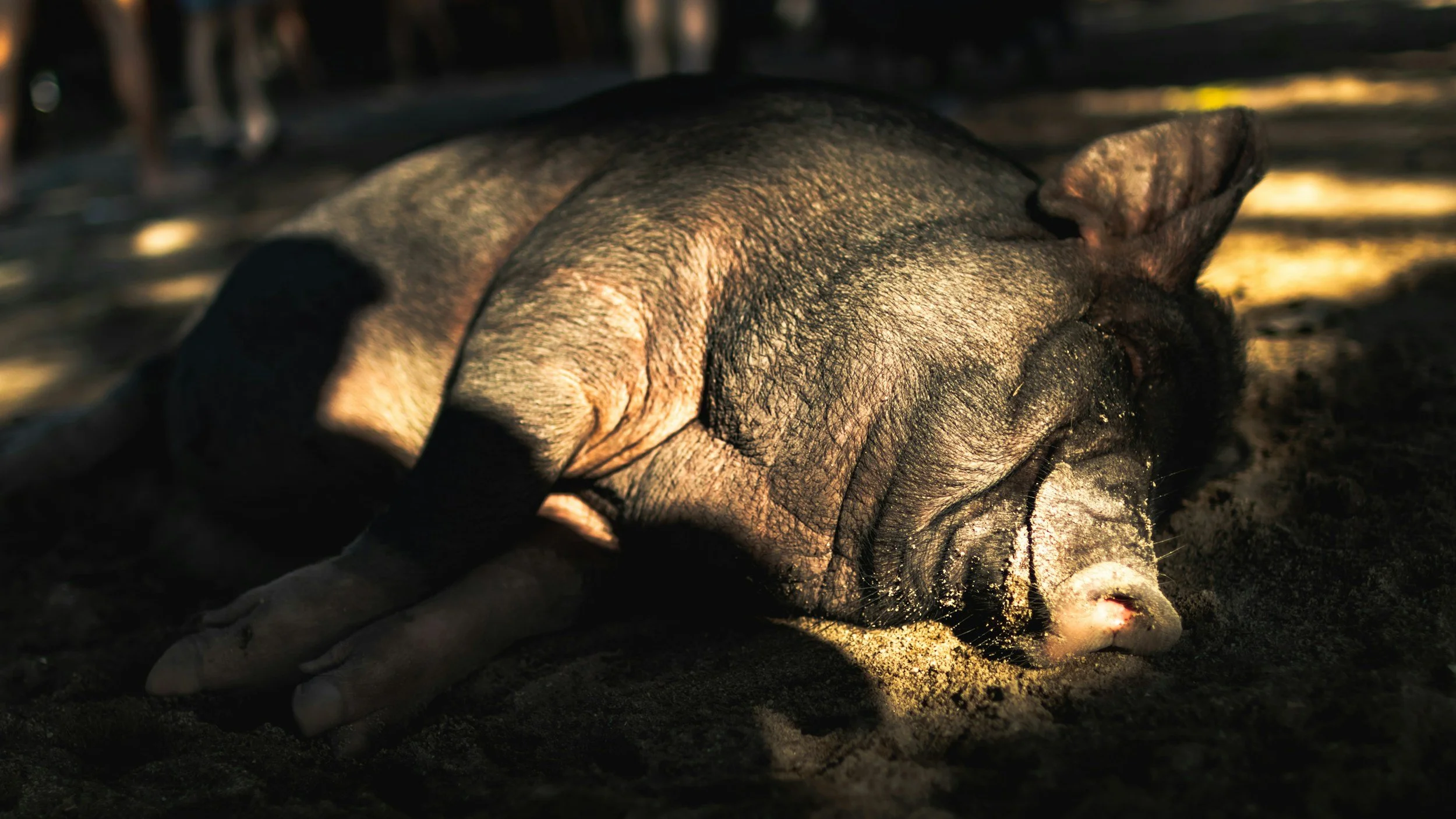 I am a pig