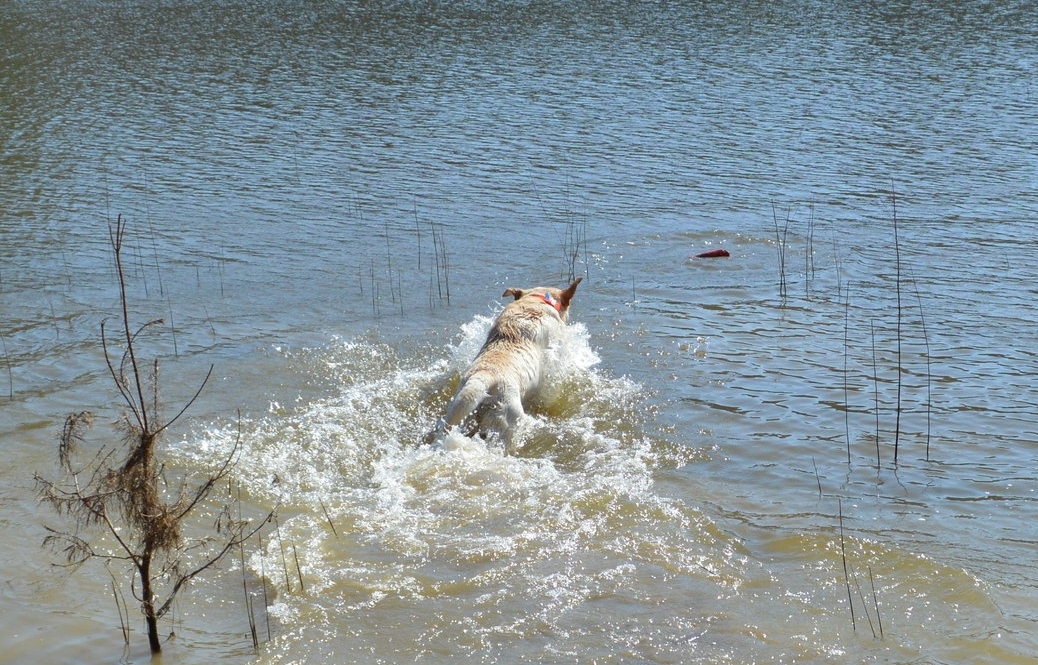 Labrador Retriever Swimming 