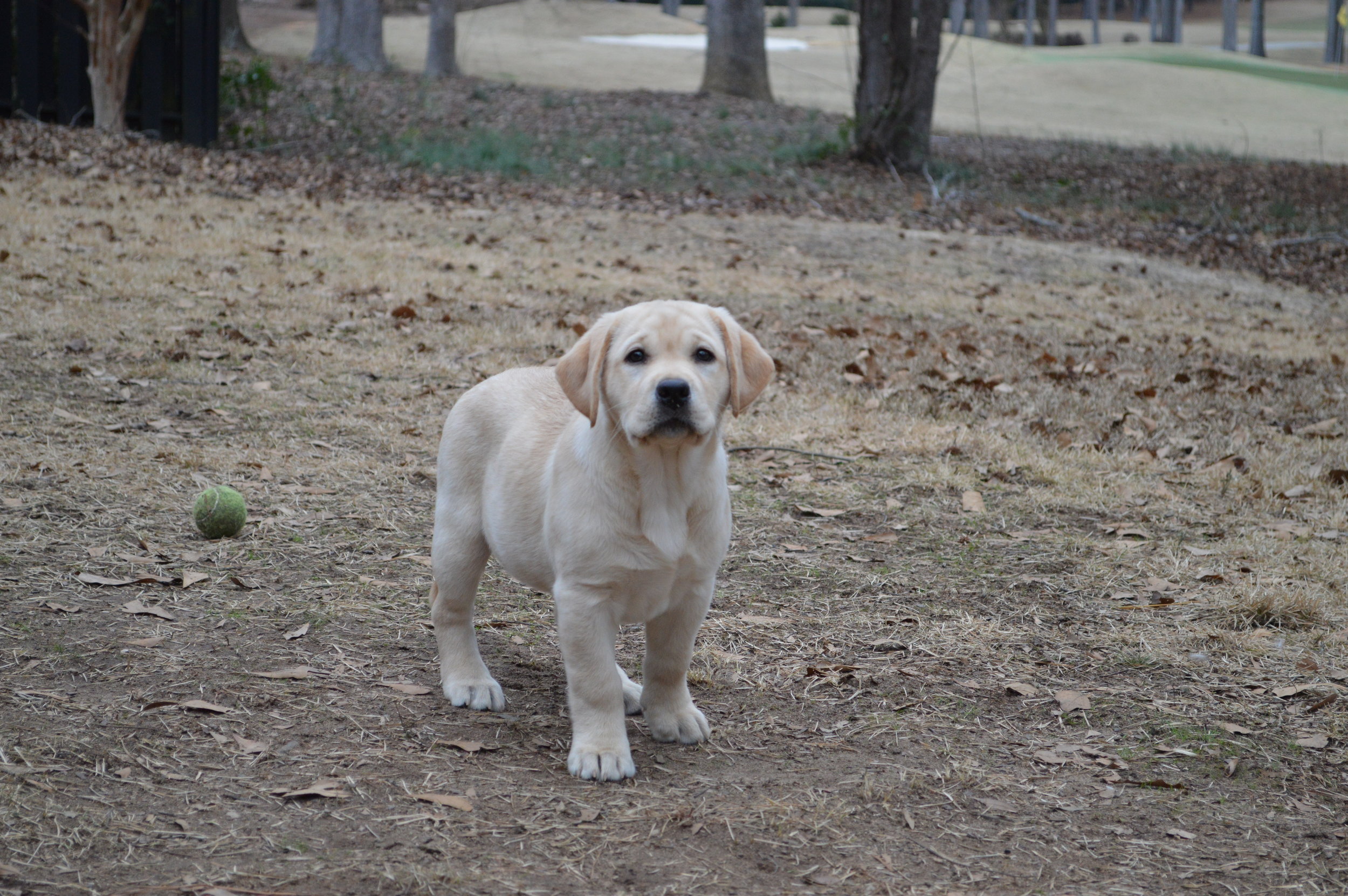 DSC_0247.JPG