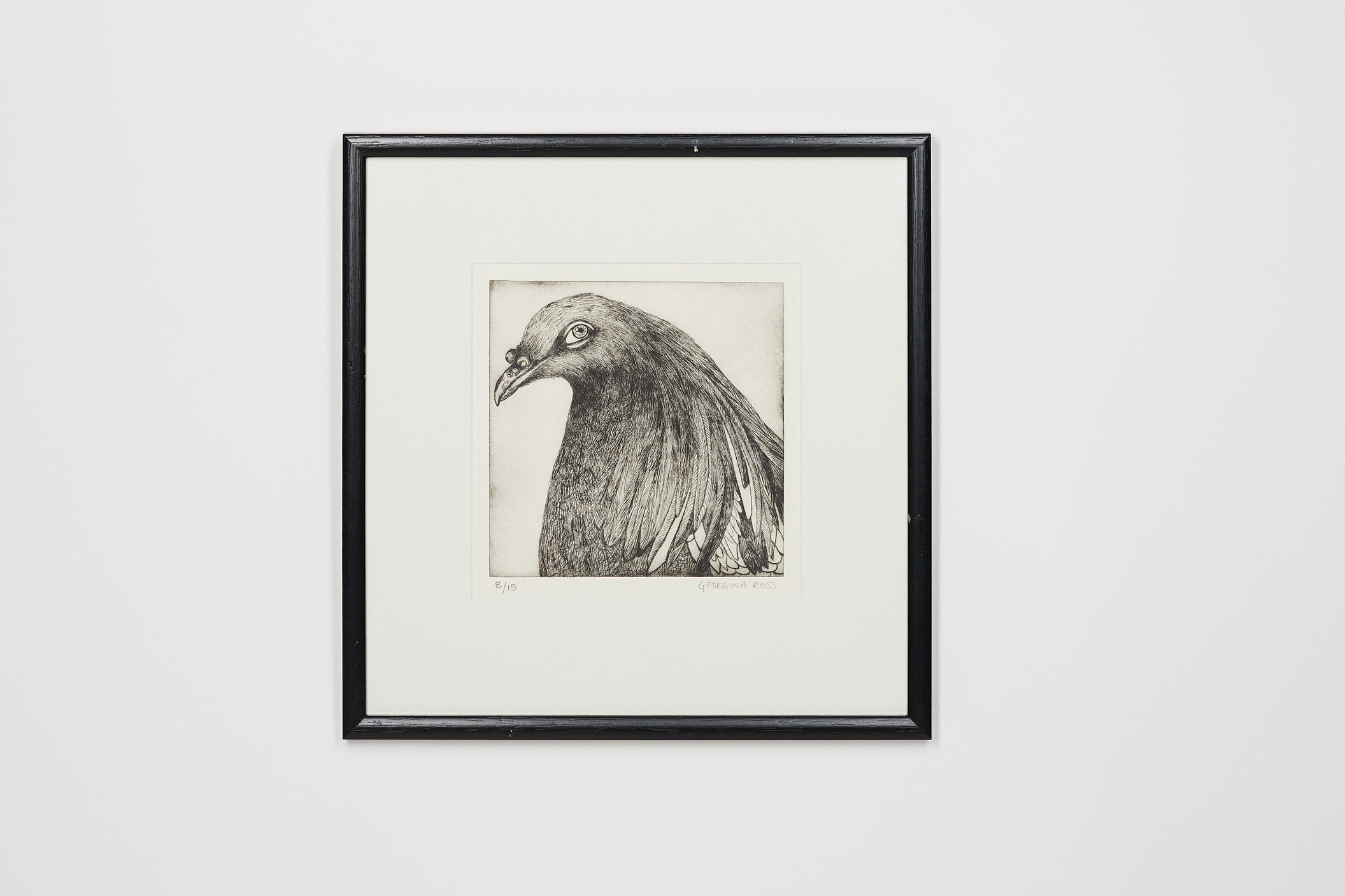 Nicobar Pigeon_Georgina Ross.jpg