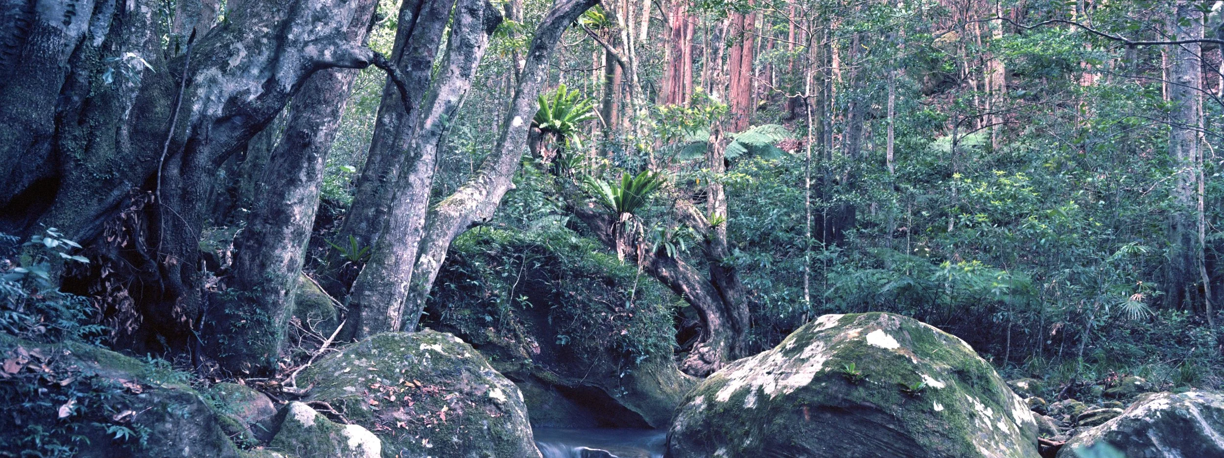 Rainforest1 copy.jpg