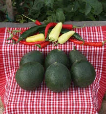 Sold Out! 6 Amazing Avocados (aka "Best Gift Ever!!!")