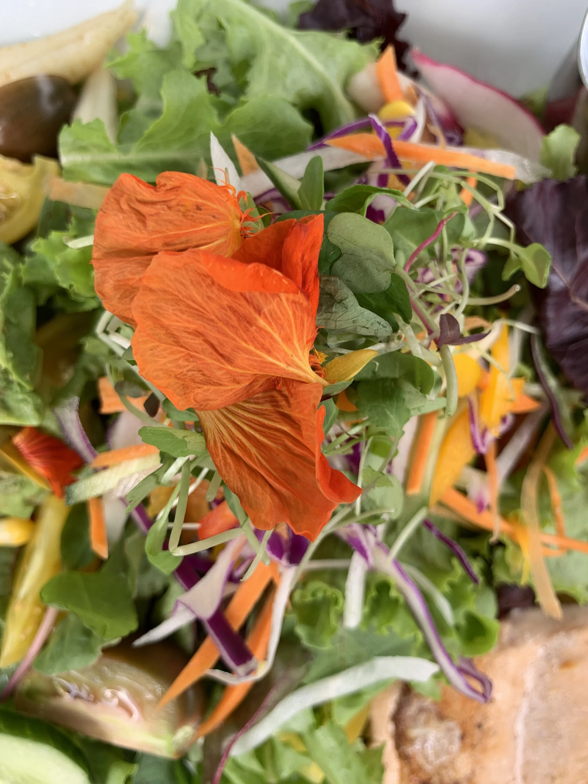 Salad from Coaba Farms