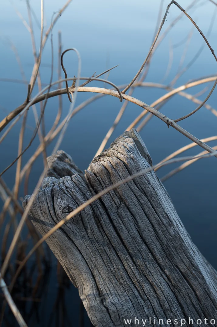 reeds.jpg
