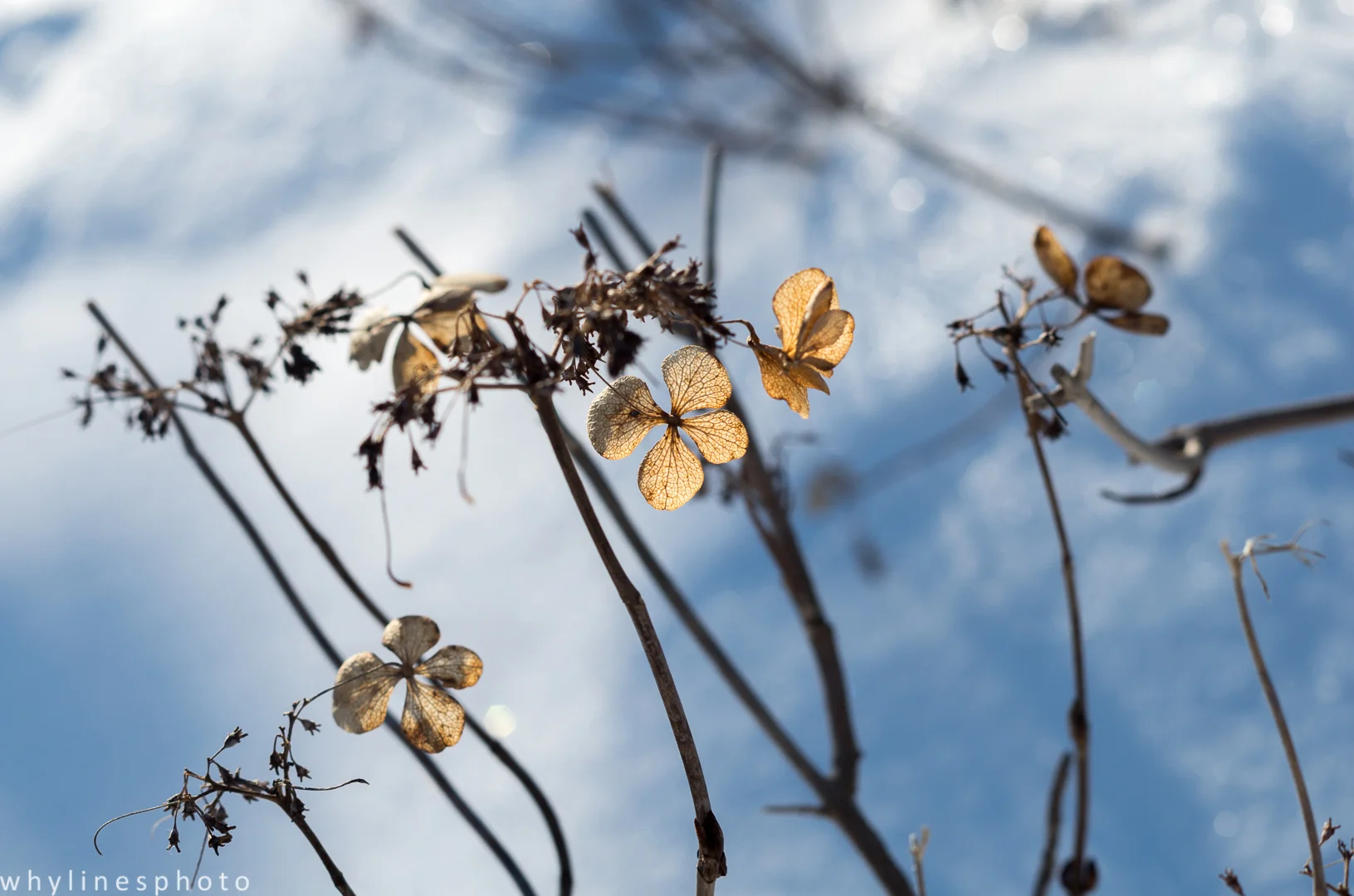 snowflower1.jpg