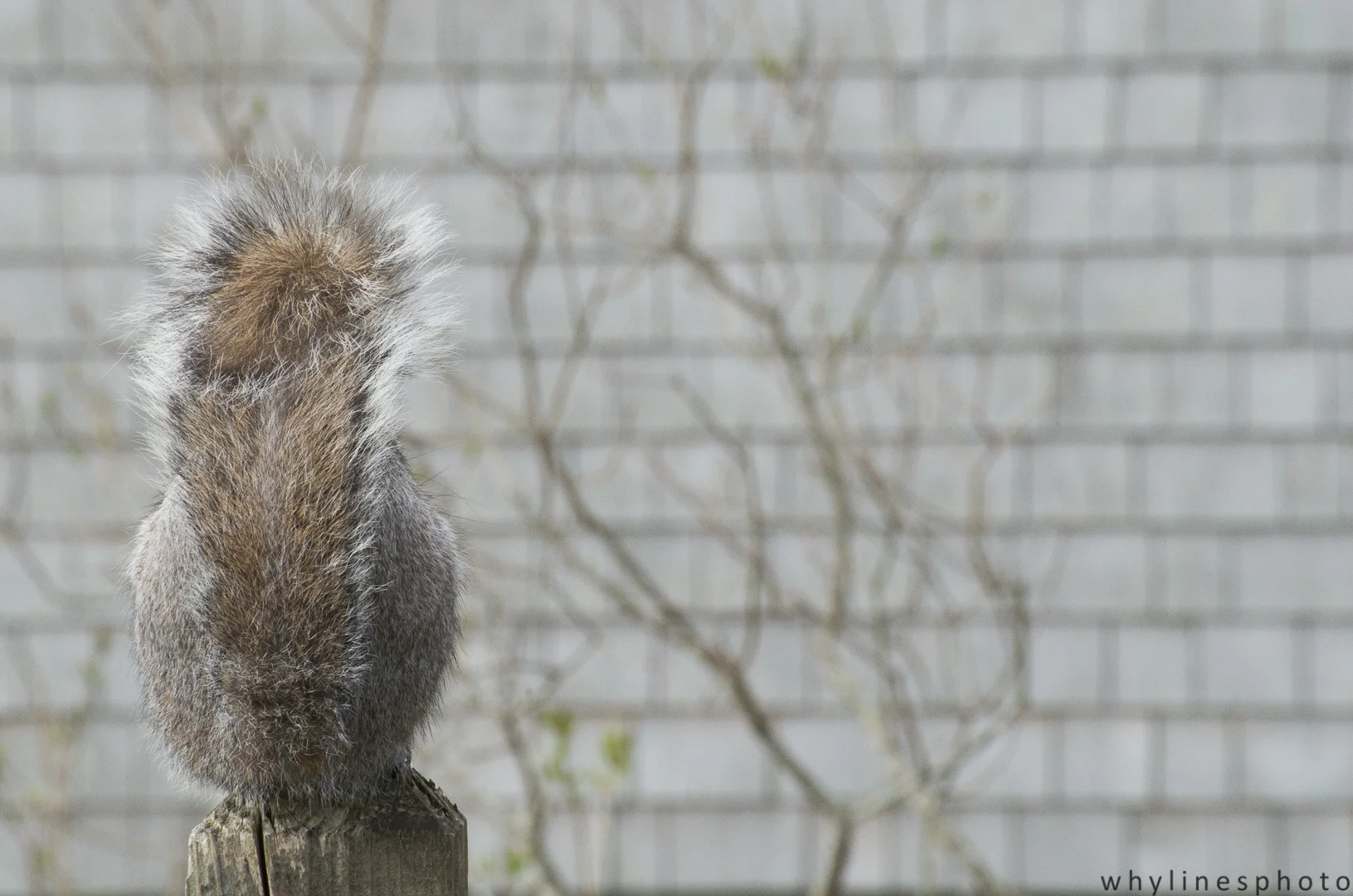 squirrel.jpg