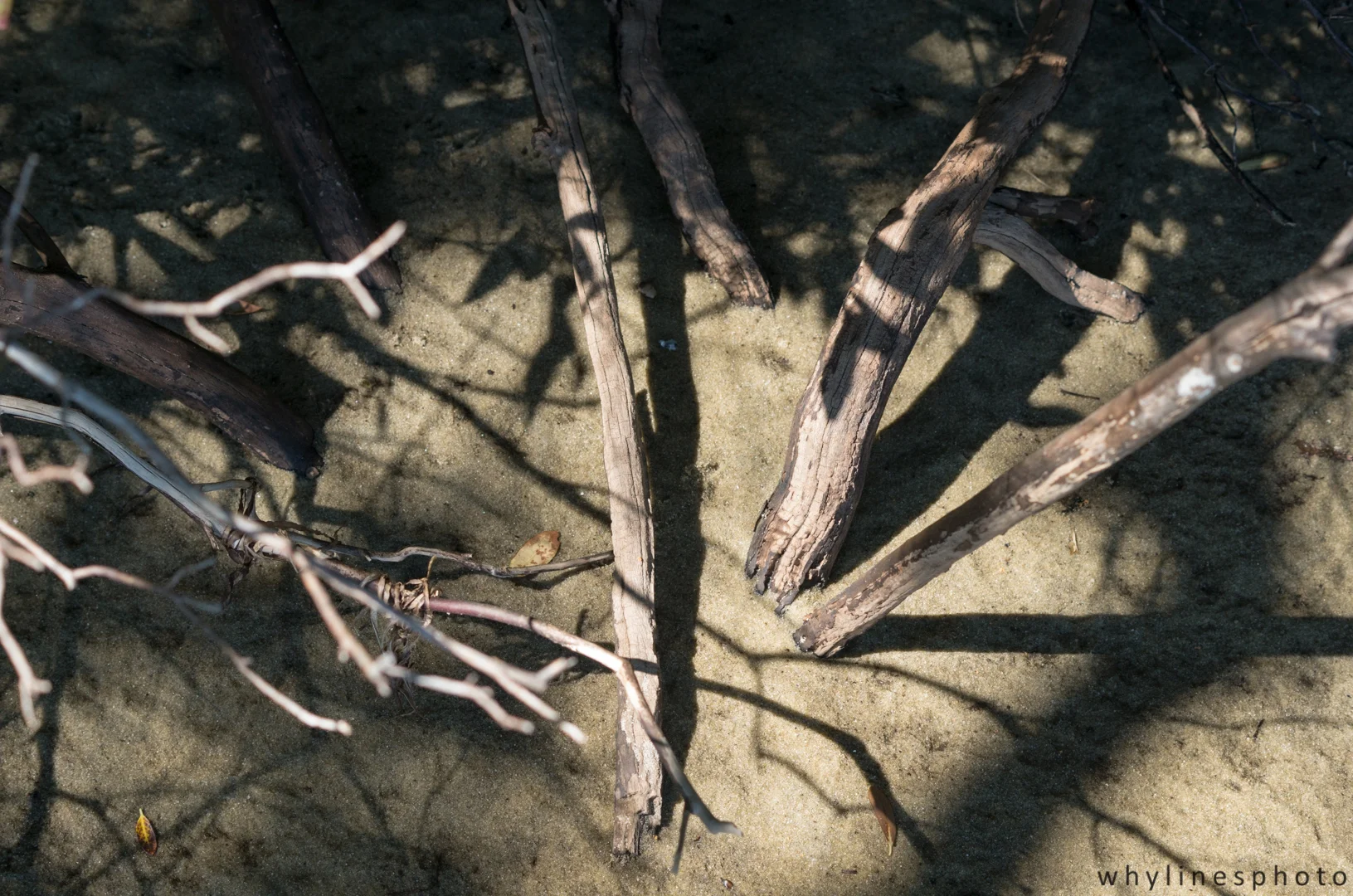 shadowsnsticks2.jpg