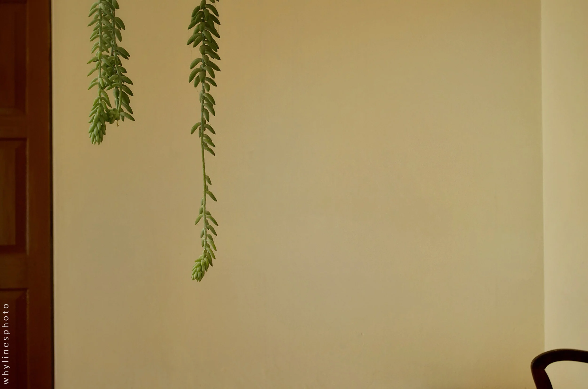 hanging plants.jpg
