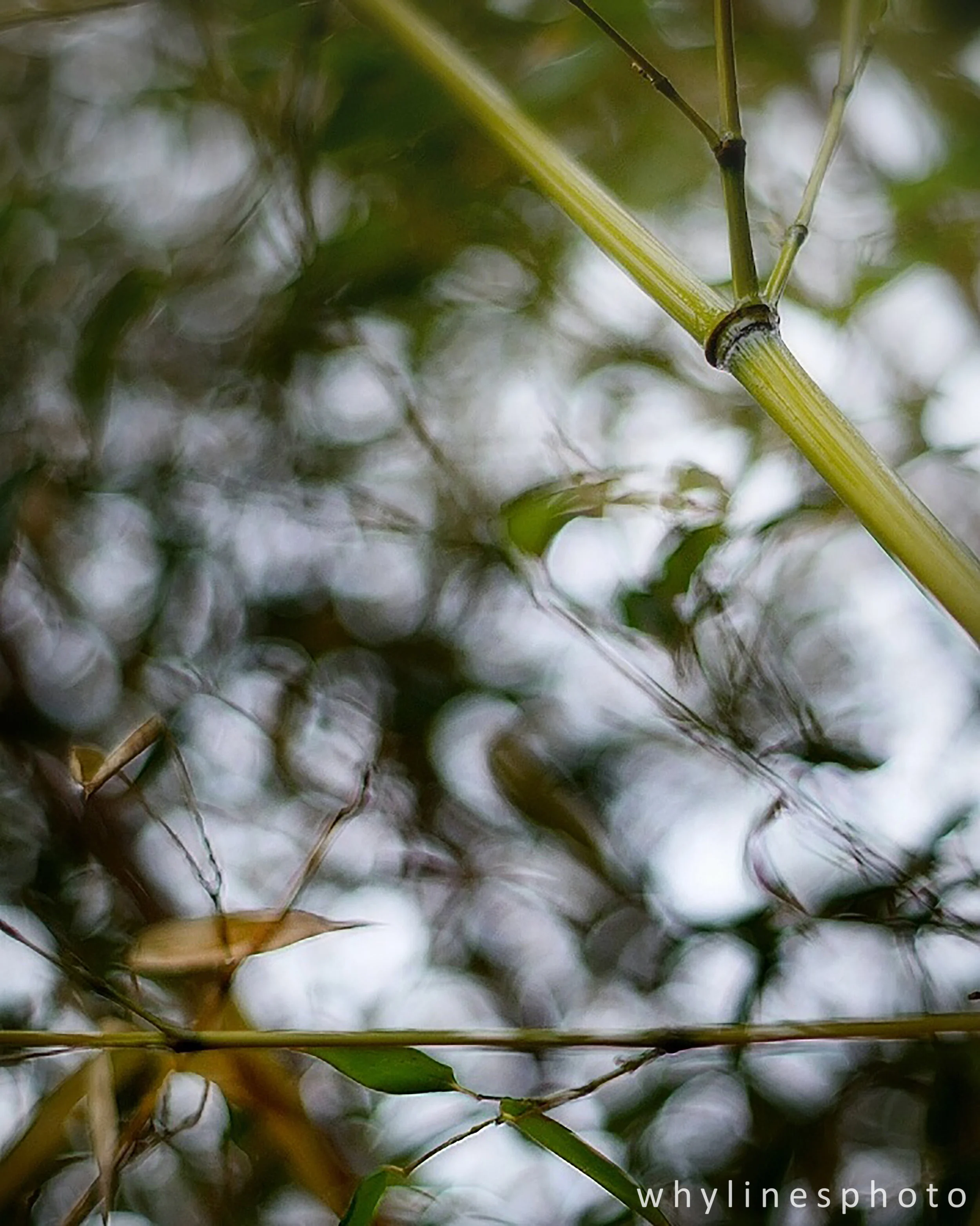 bamboo_hires_whylines.jpg