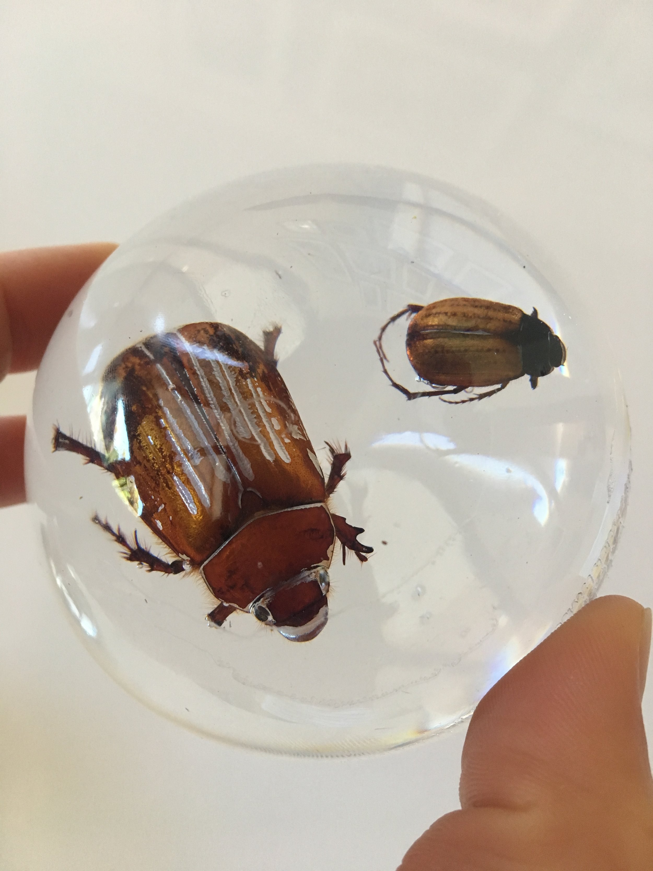 Beetles cast in resin