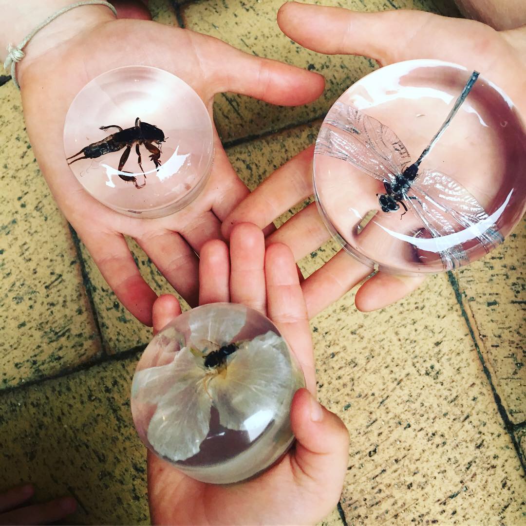 Resin Insect paperweights