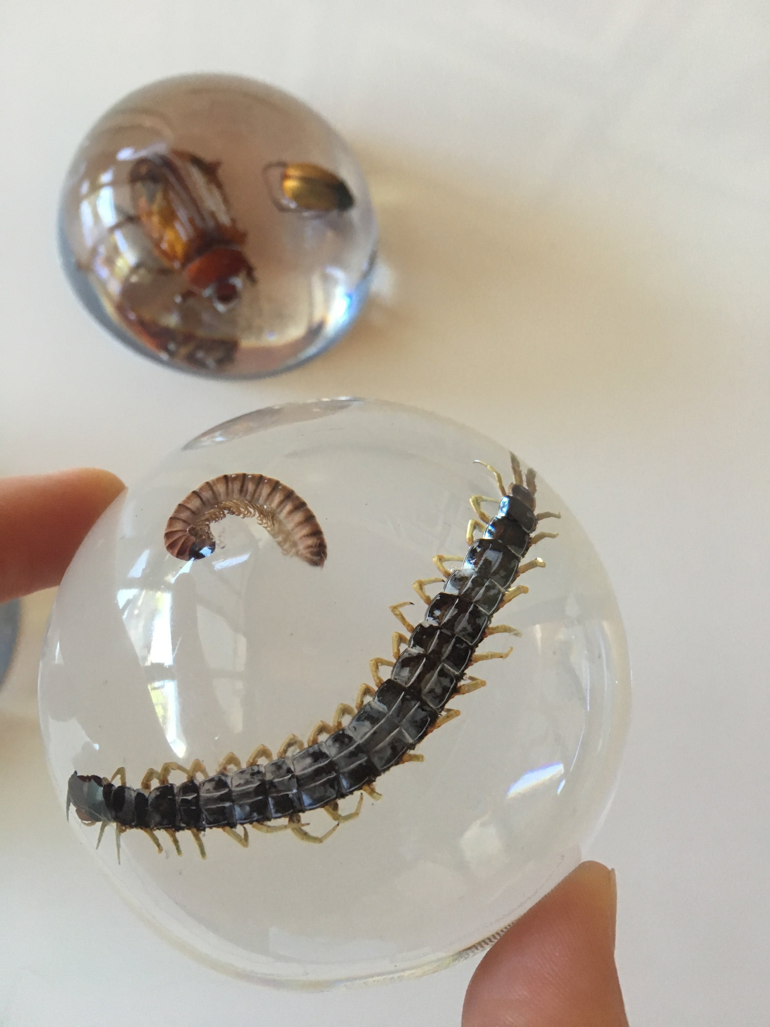 Resin Insect Paperweights